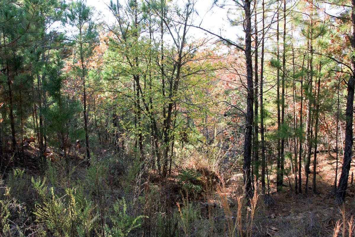 Stone Creek Phase III Tract 9 photo 9