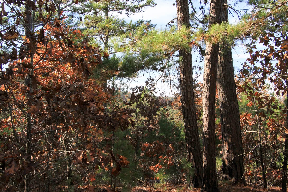 Stone Creek Phase III Tract 9 photo 11
