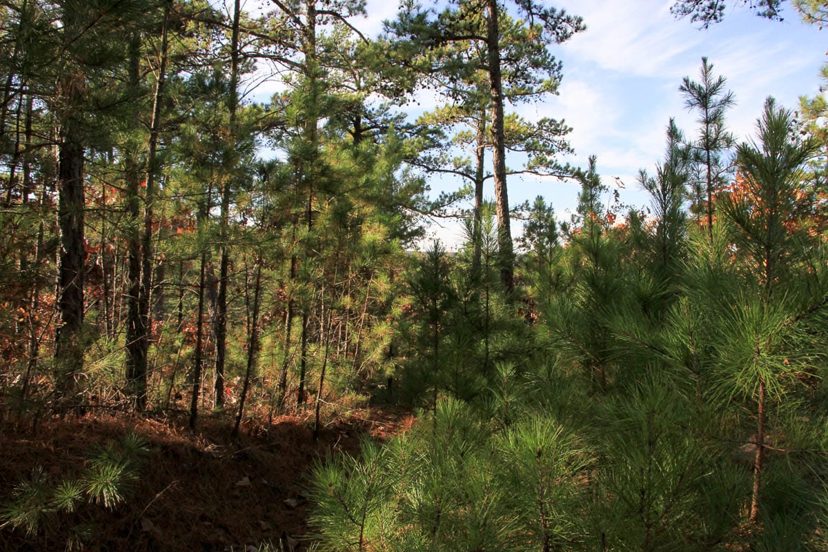 Stone Creek Phase III Tract 9 photo 12