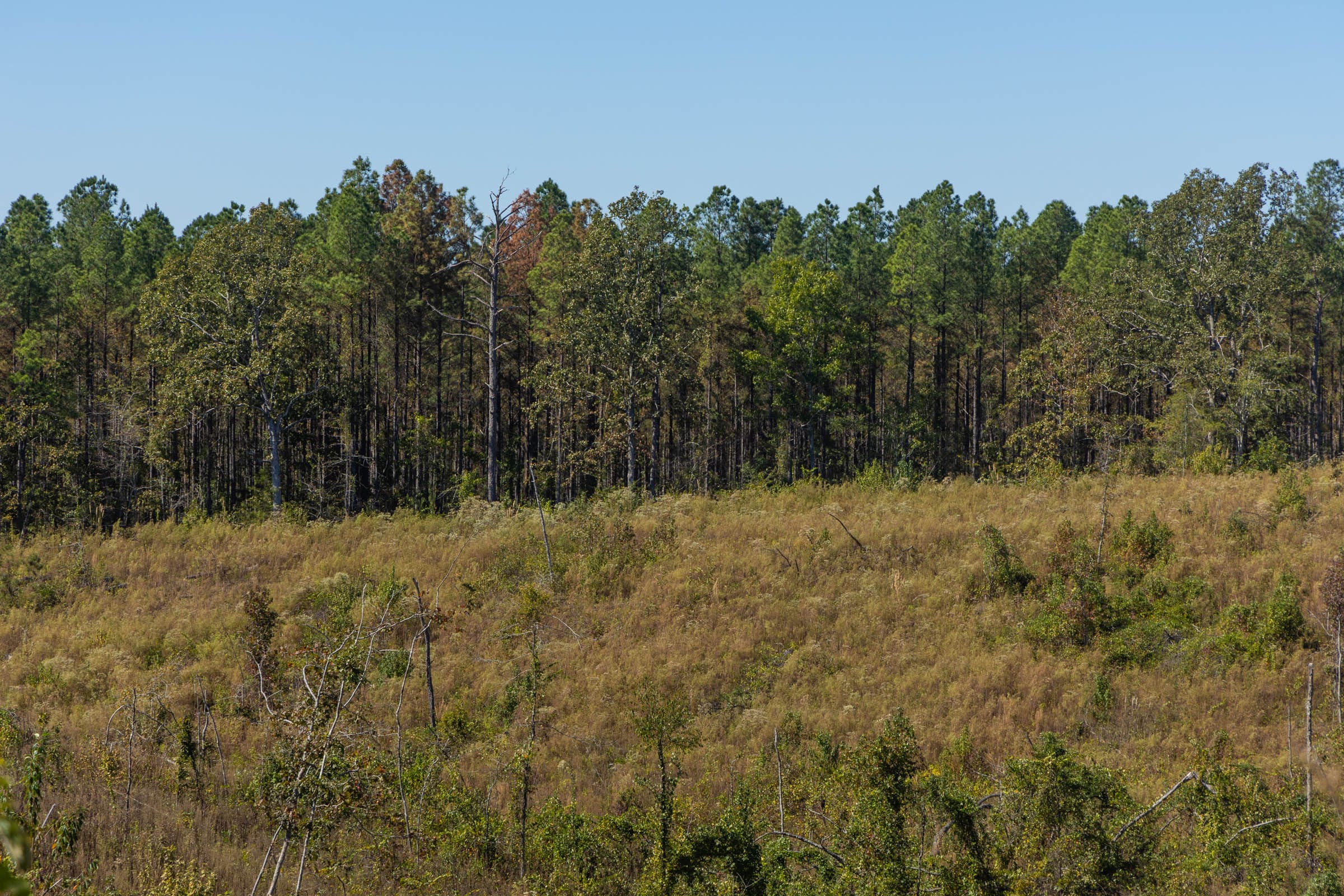 Meyer’s Ridge Tract 44 photo 10