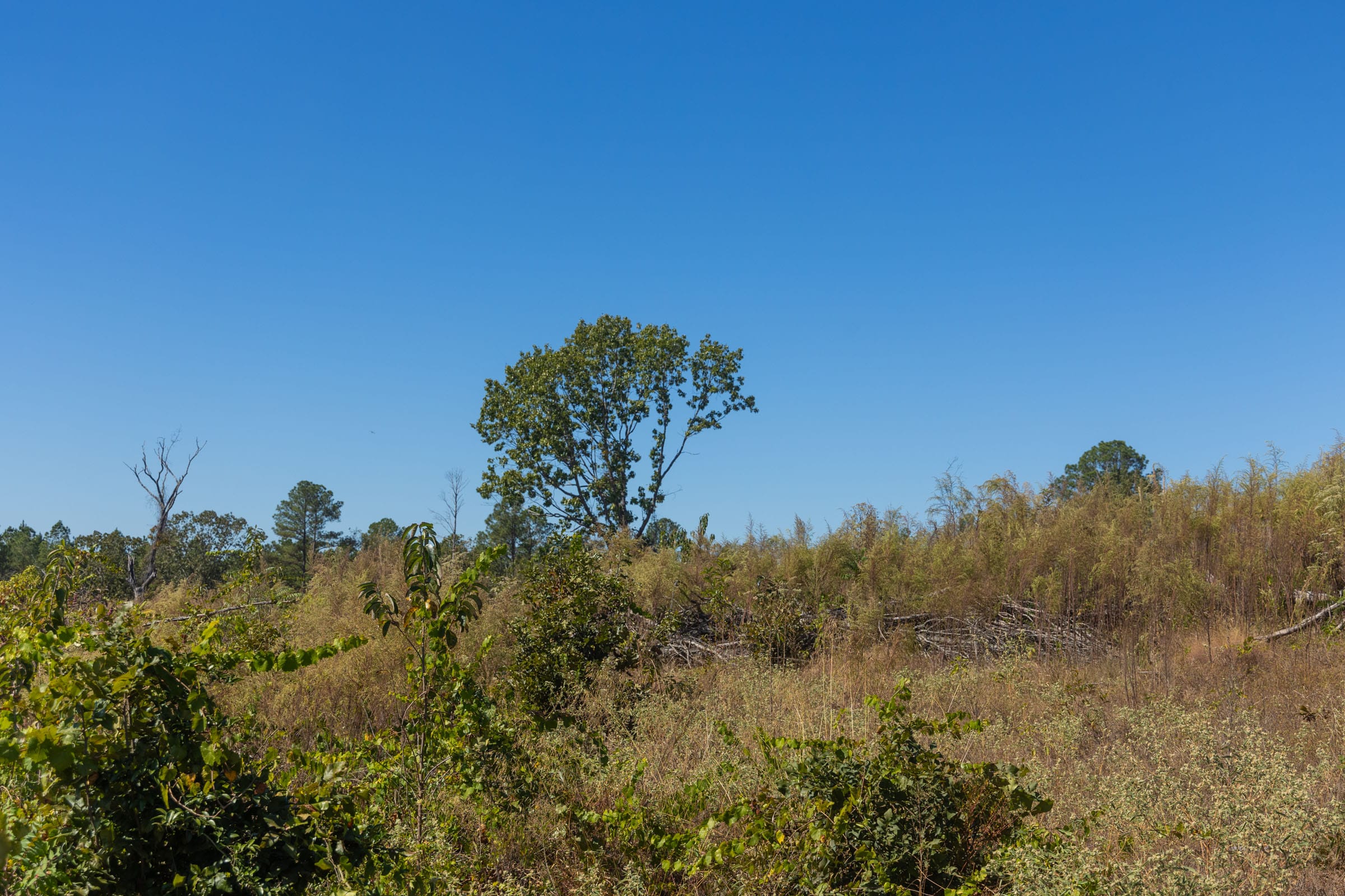 Meyer’s Ridge Tract 44 photo 4