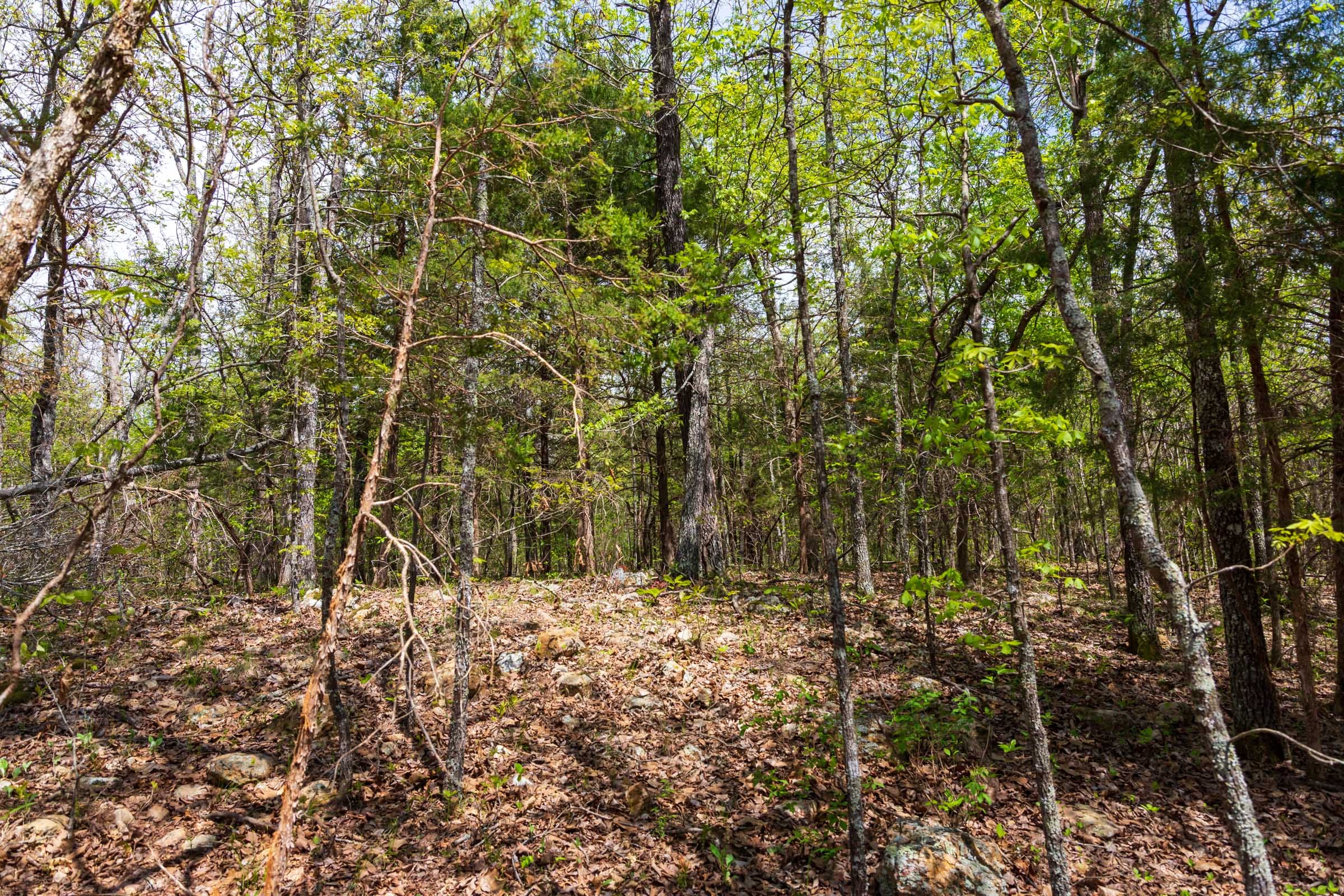 Autumnwood Tract 12 photo 4