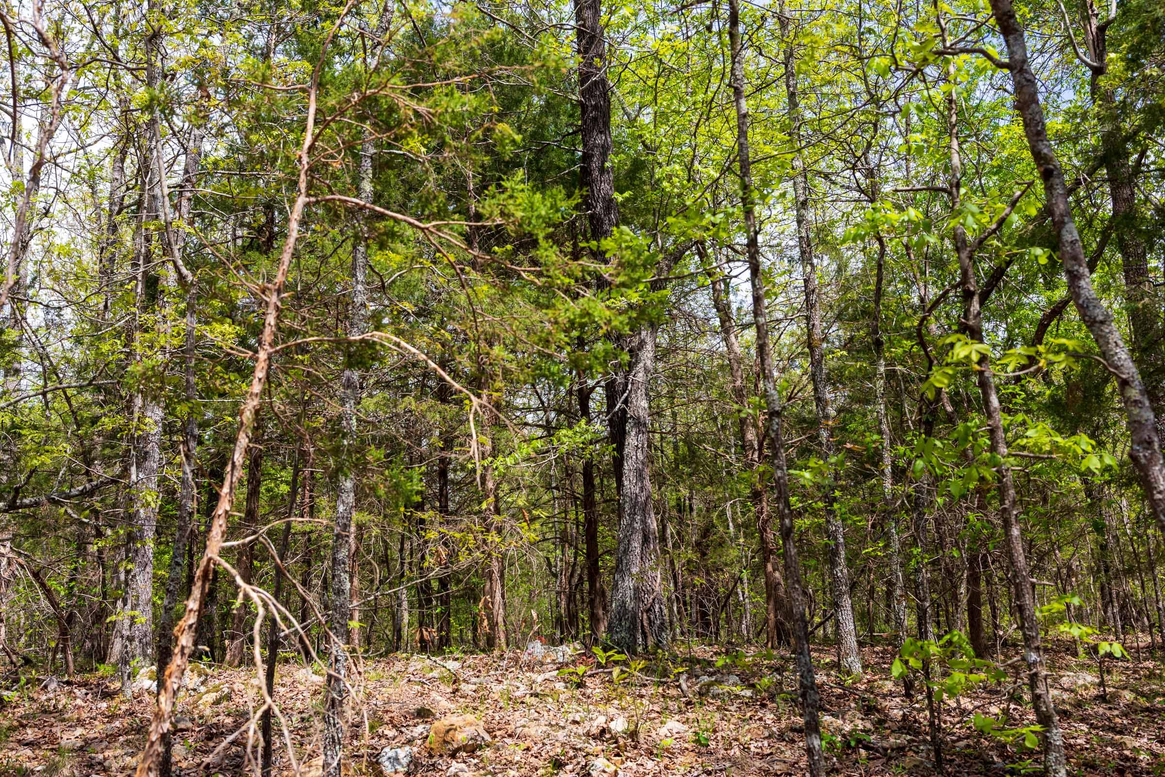 Autumnwood Tract 12 photo 5