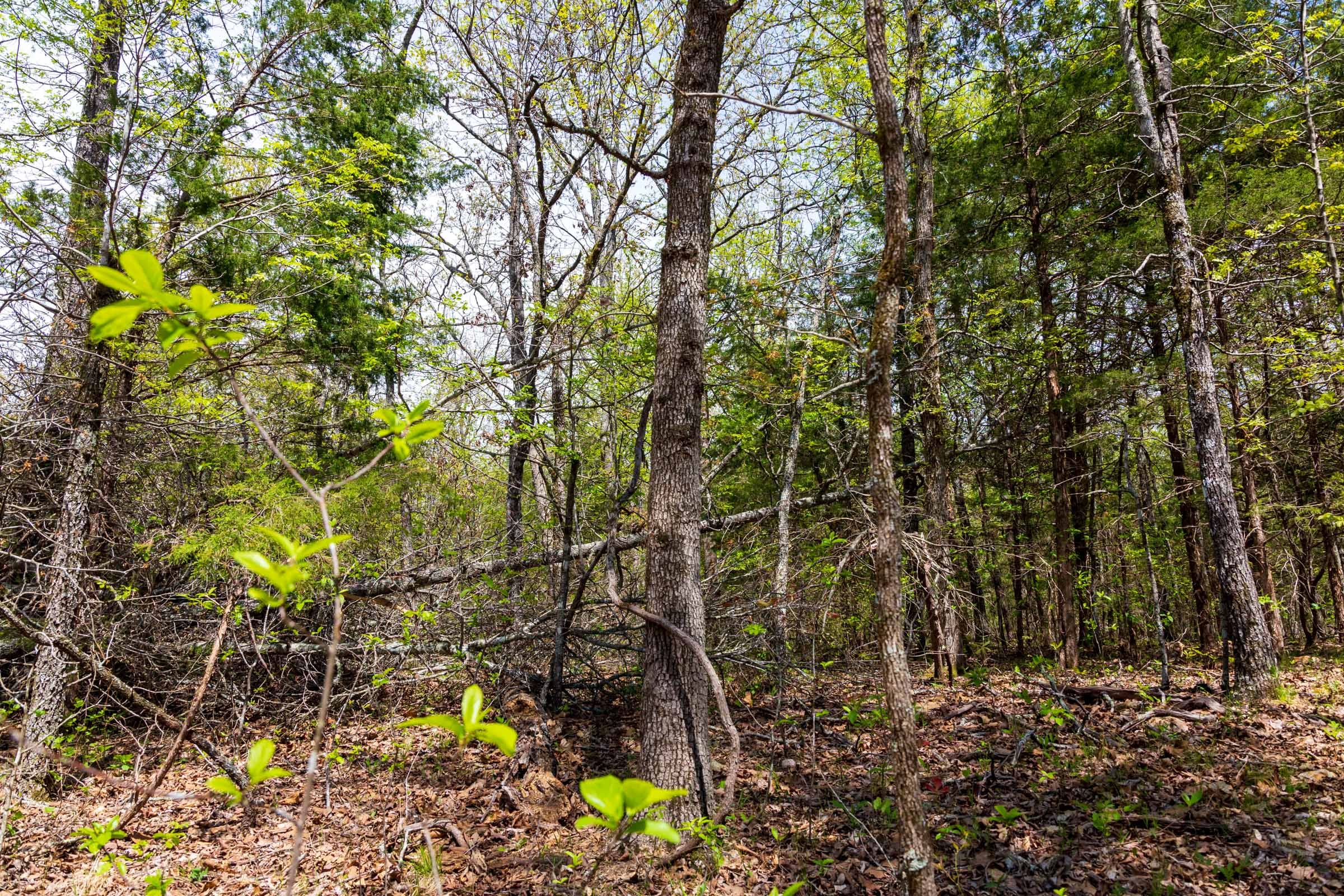Autumnwood Tract 12 photo 6