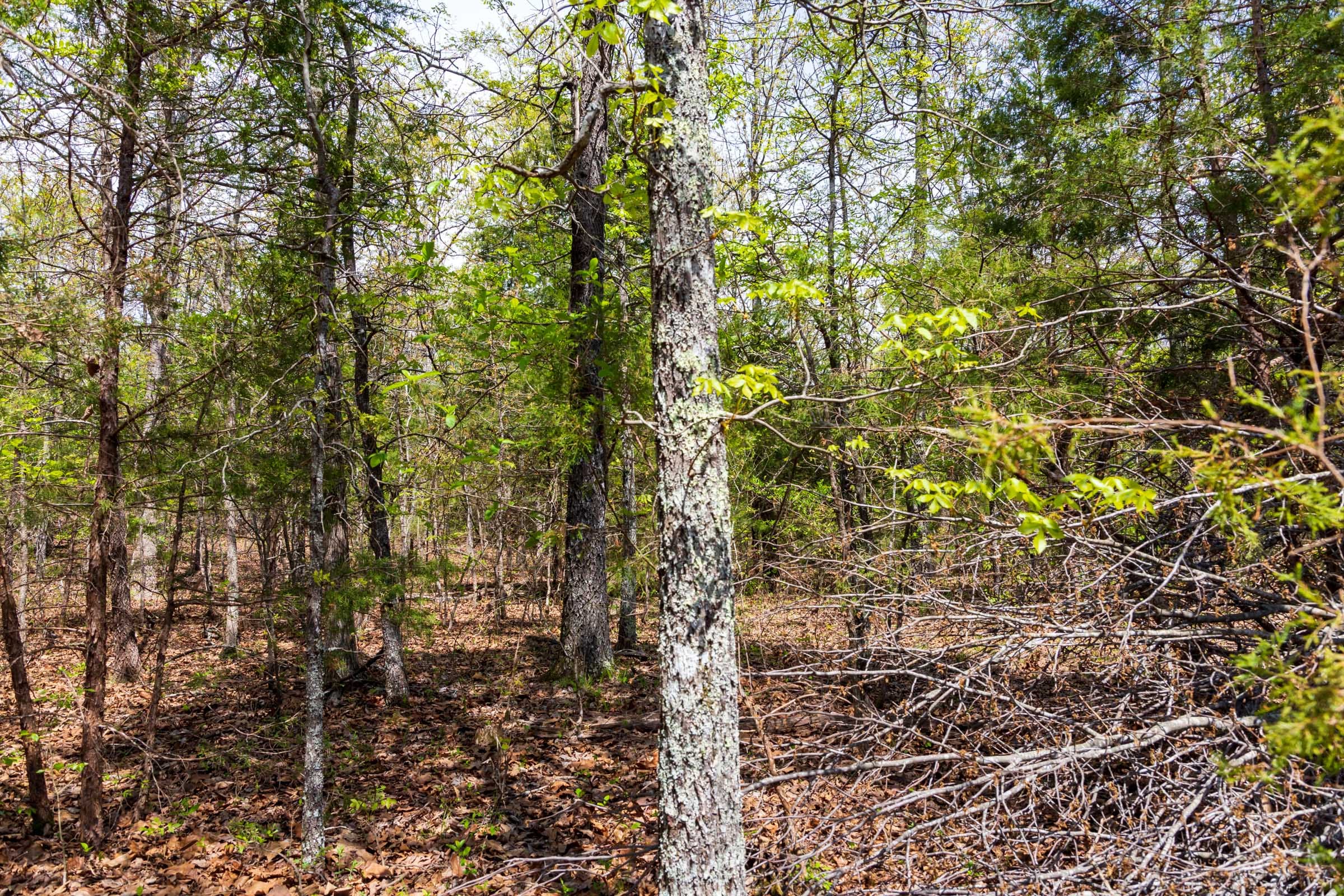 Autumnwood Tract 12 photo 7