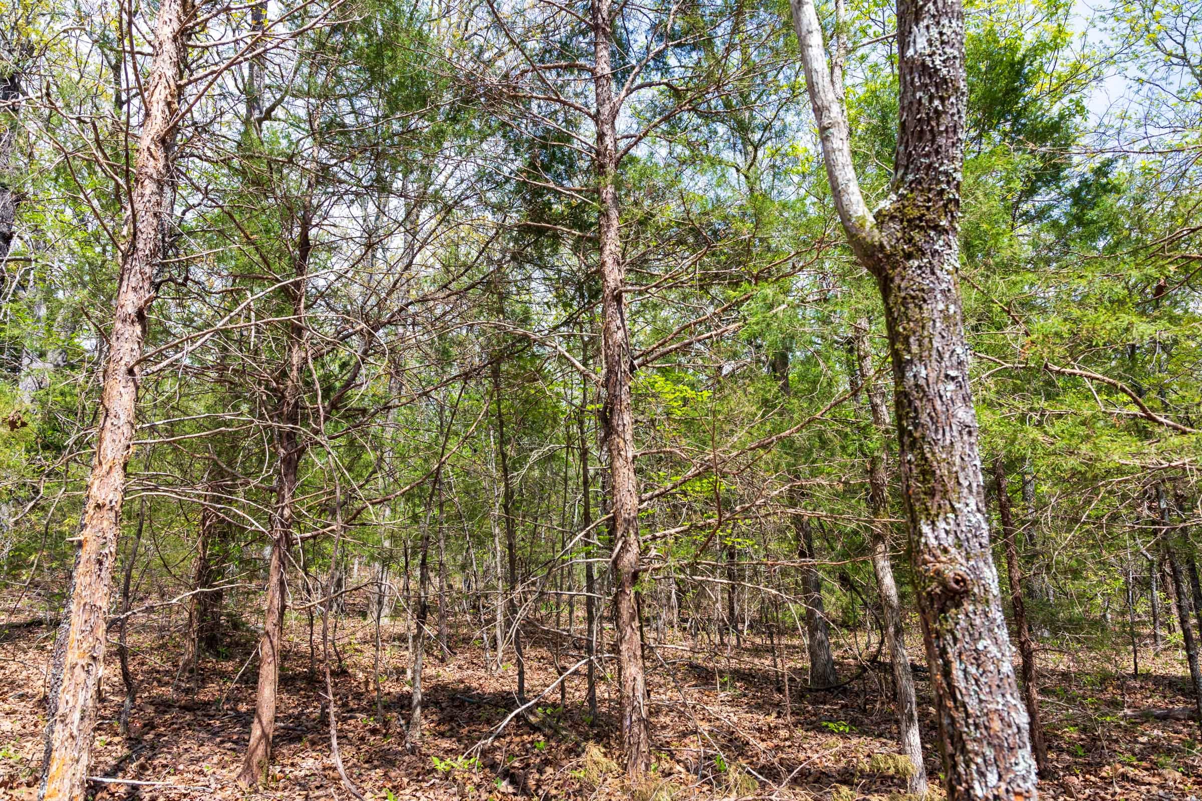 Autumnwood Tract 12 photo 8