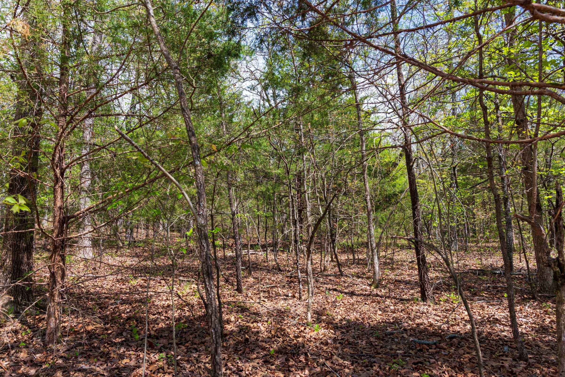 Autumnwood Tract 12 photo 9