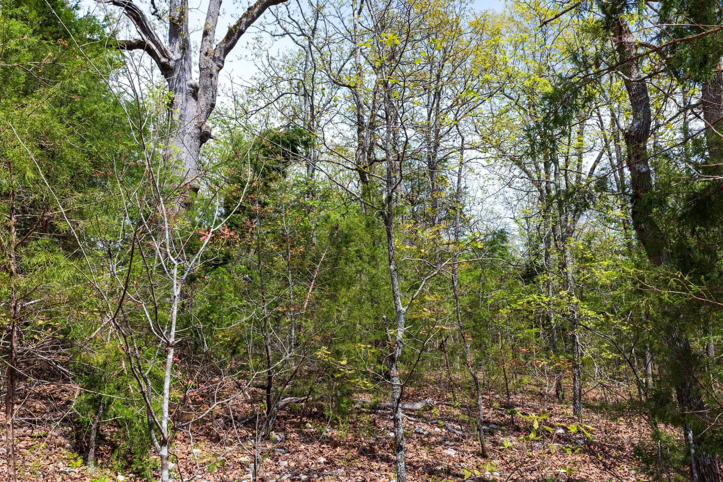 Autumnwood Tract 12 photo 10