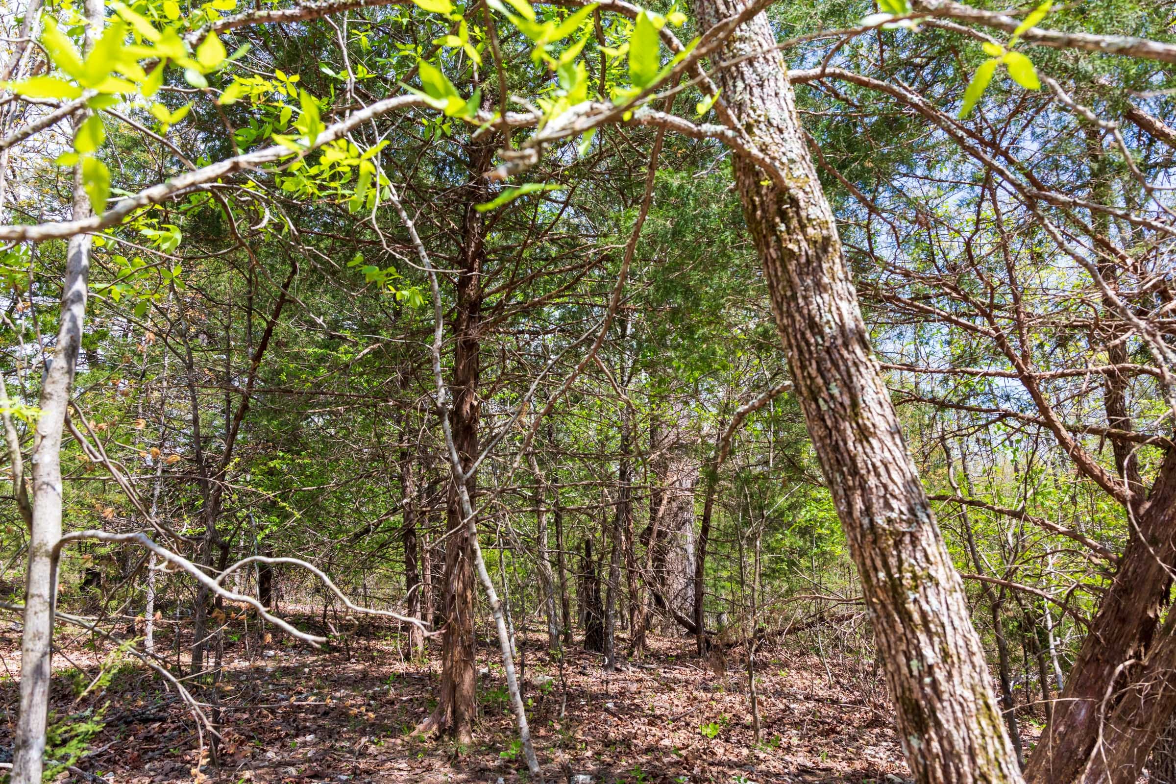 Autumnwood Tract 12 photo 11
