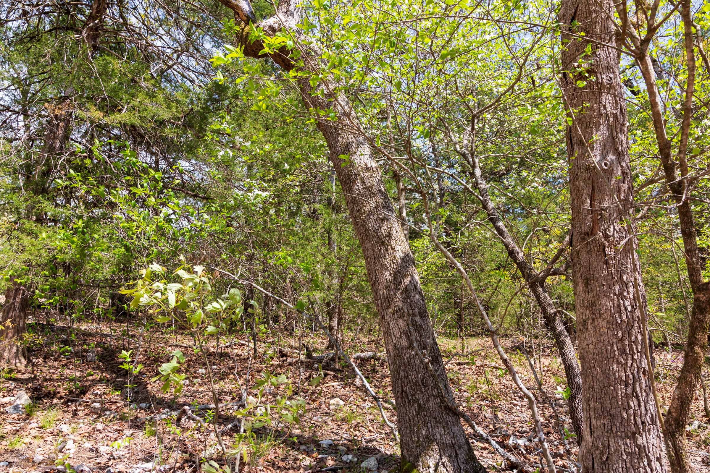 Autumnwood Tract 12 photo 14