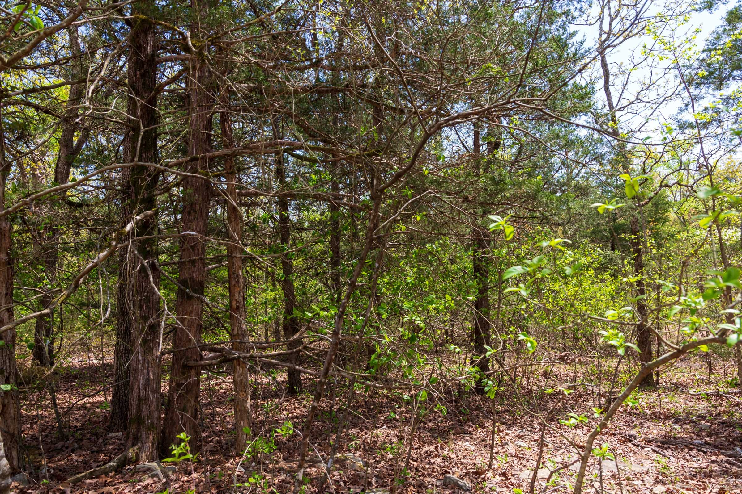 Autumnwood Tract 12 photo 13