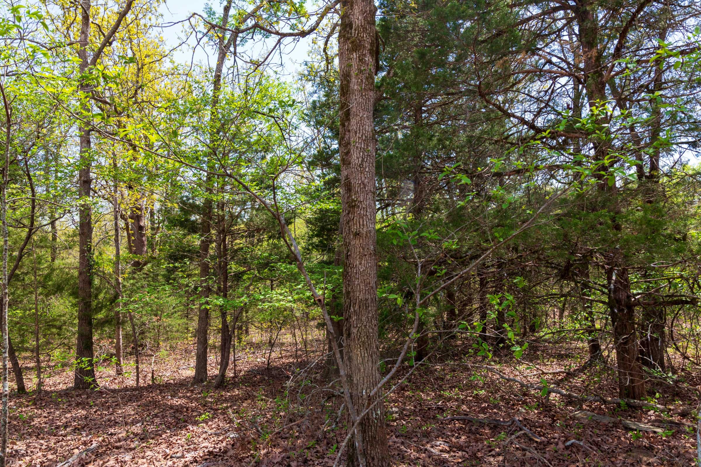 Autumnwood Tract 12 photo 15