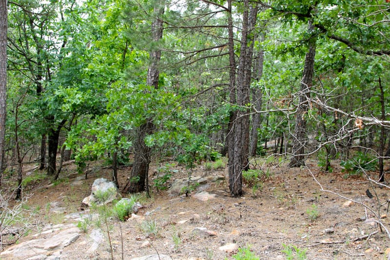 Trophy Ridge Phase II Tract 100 photo 2