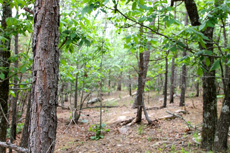 Trophy Ridge Phase II Tract 100 photo 3