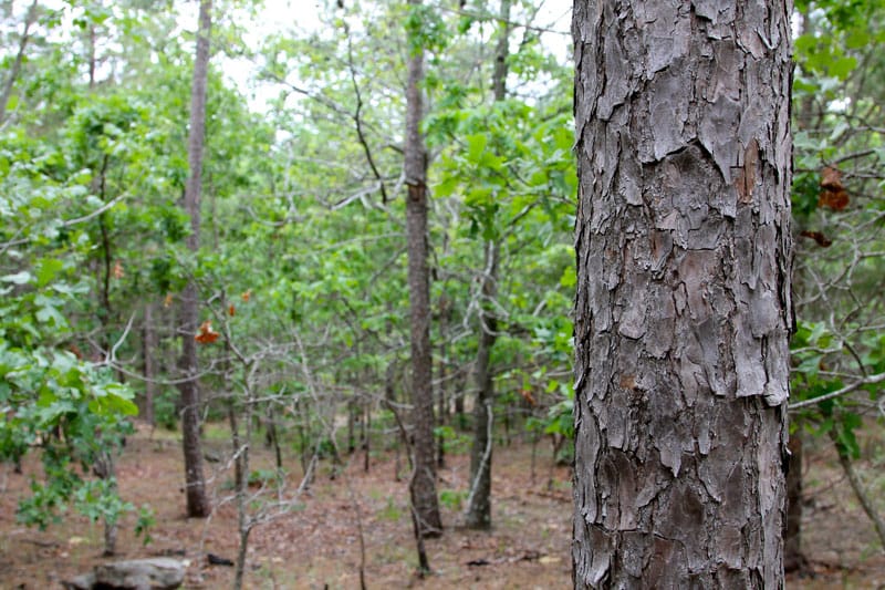Trophy Ridge Phase II Tract 100 photo 5