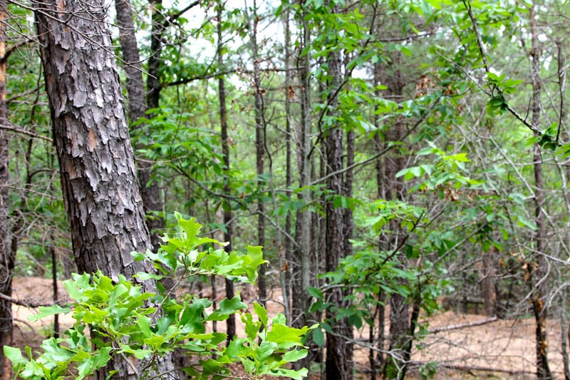 Trophy Ridge Phase II Tract 100 photo 8