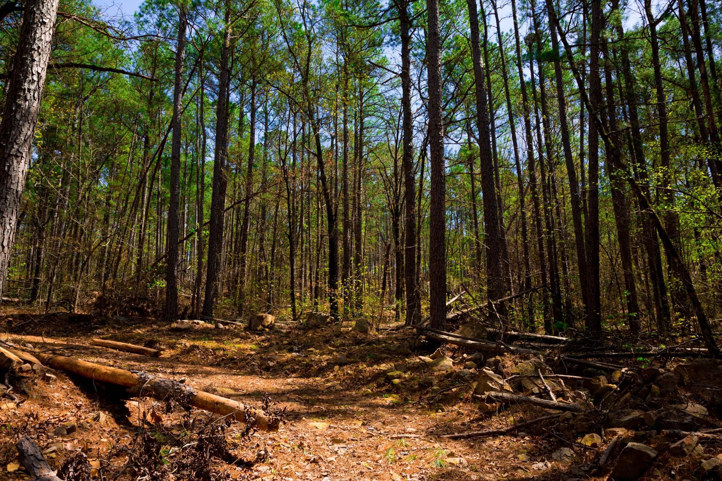 Stone Creek Phase II Tract 215 photo 6