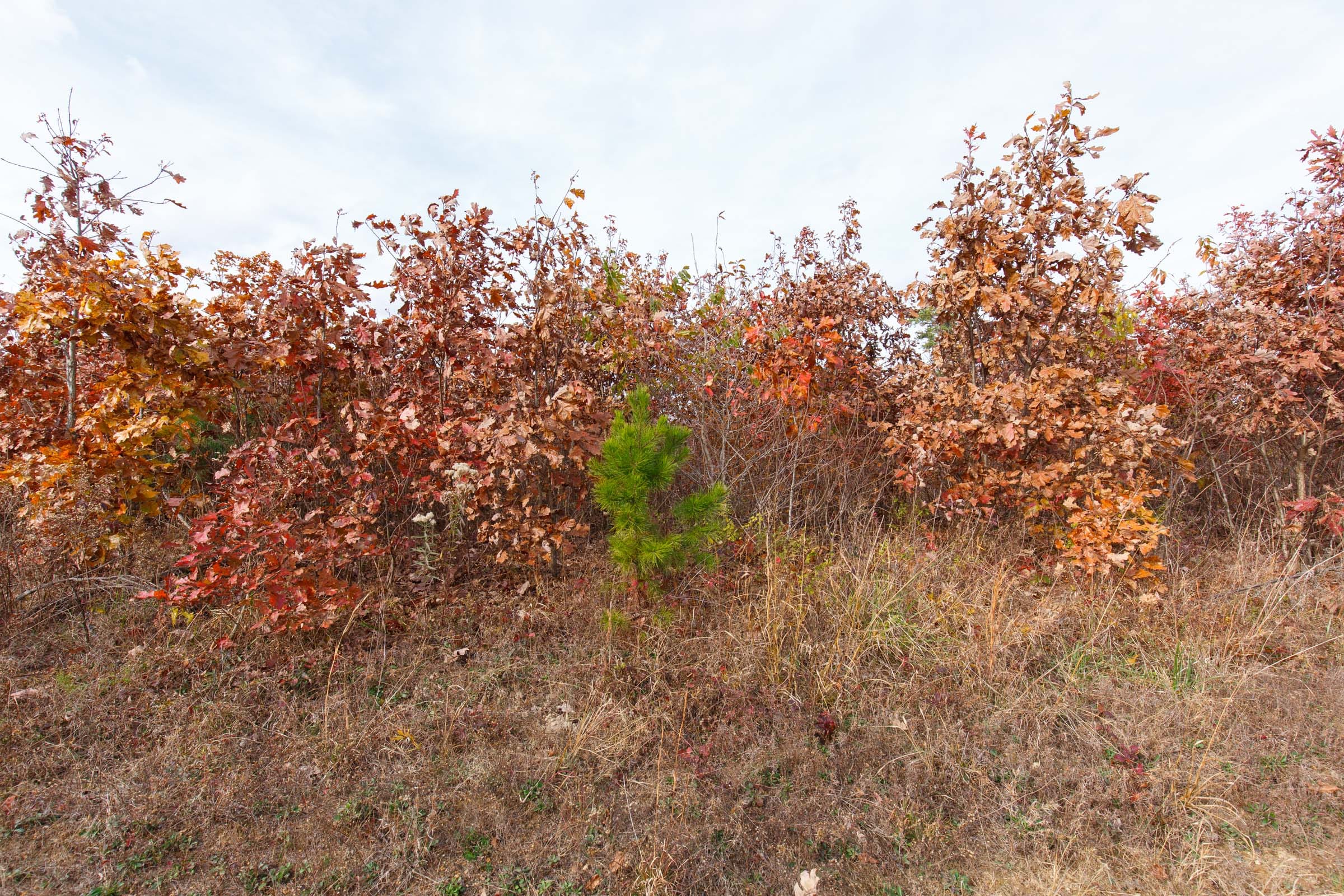Hawkcrest Tract 33 photo 7