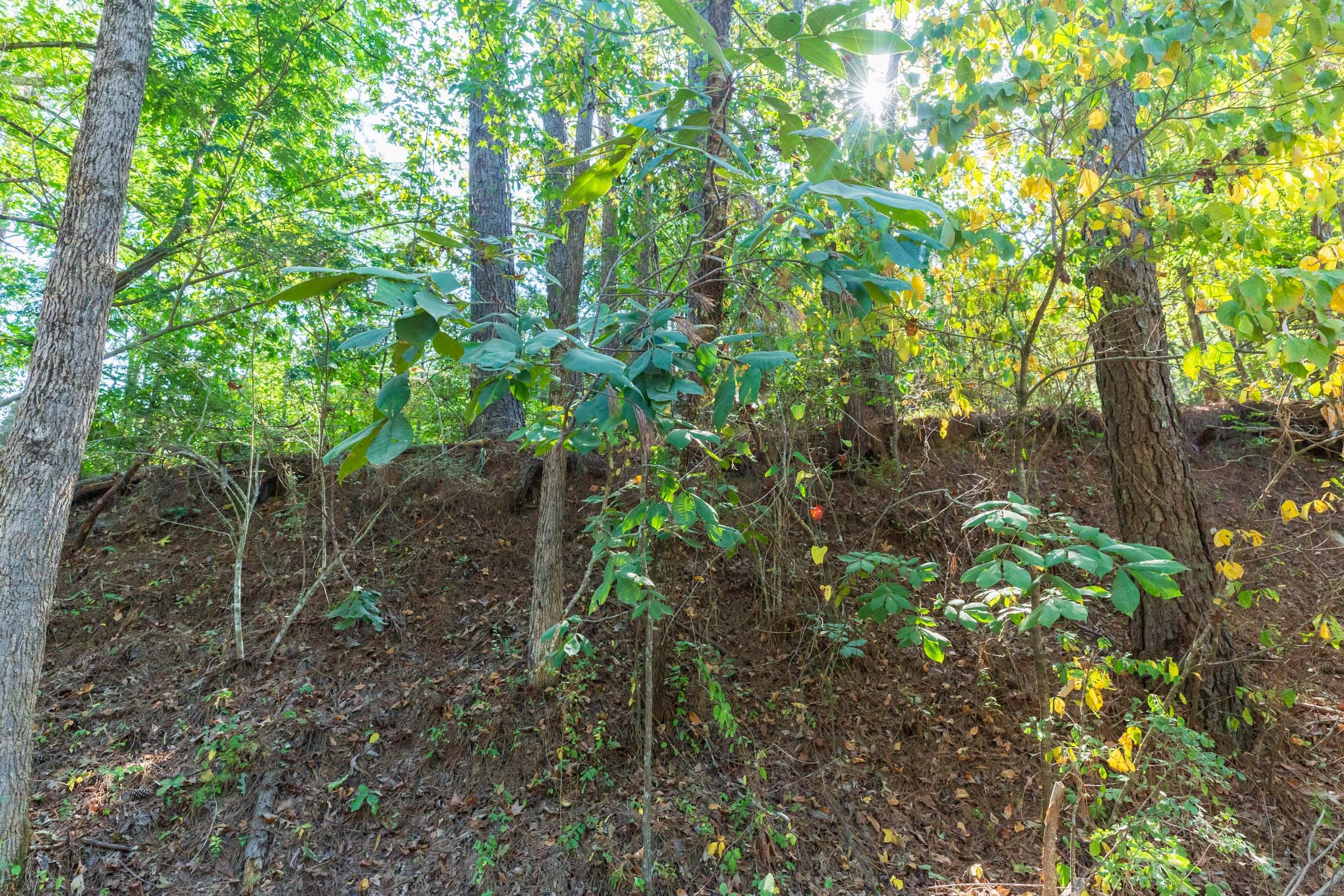 Willow Grove Tract 9 photo 2