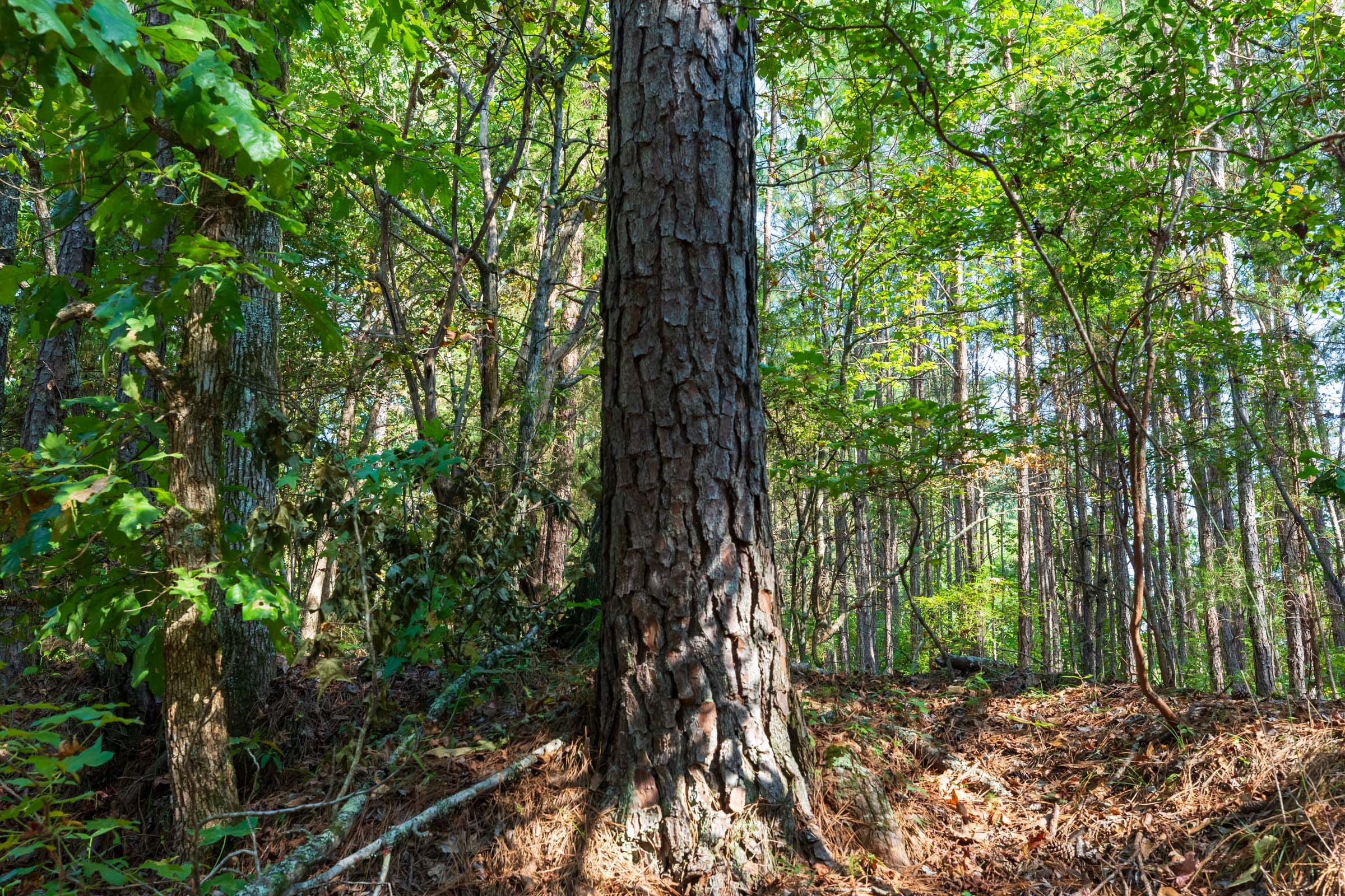 Willow Grove Tract 9 photo 3