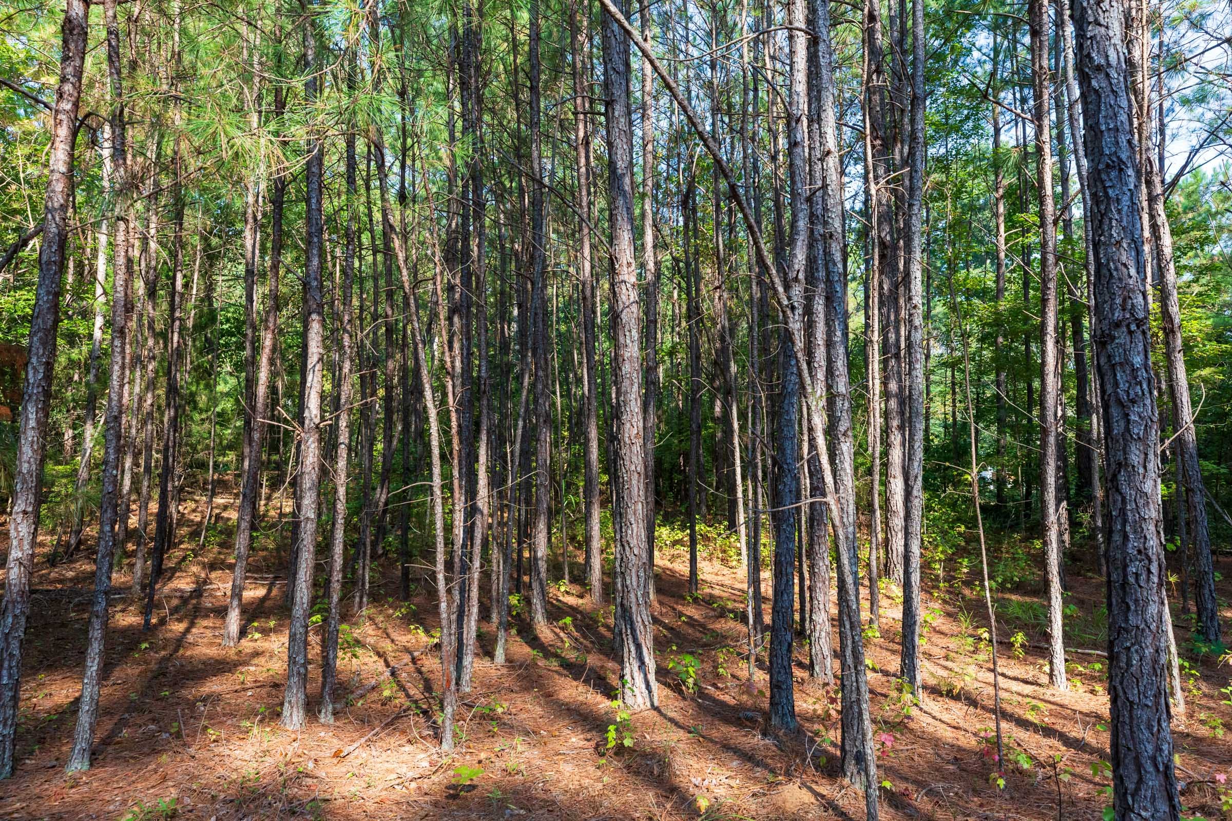 Willow Grove Tract 9 photo 9