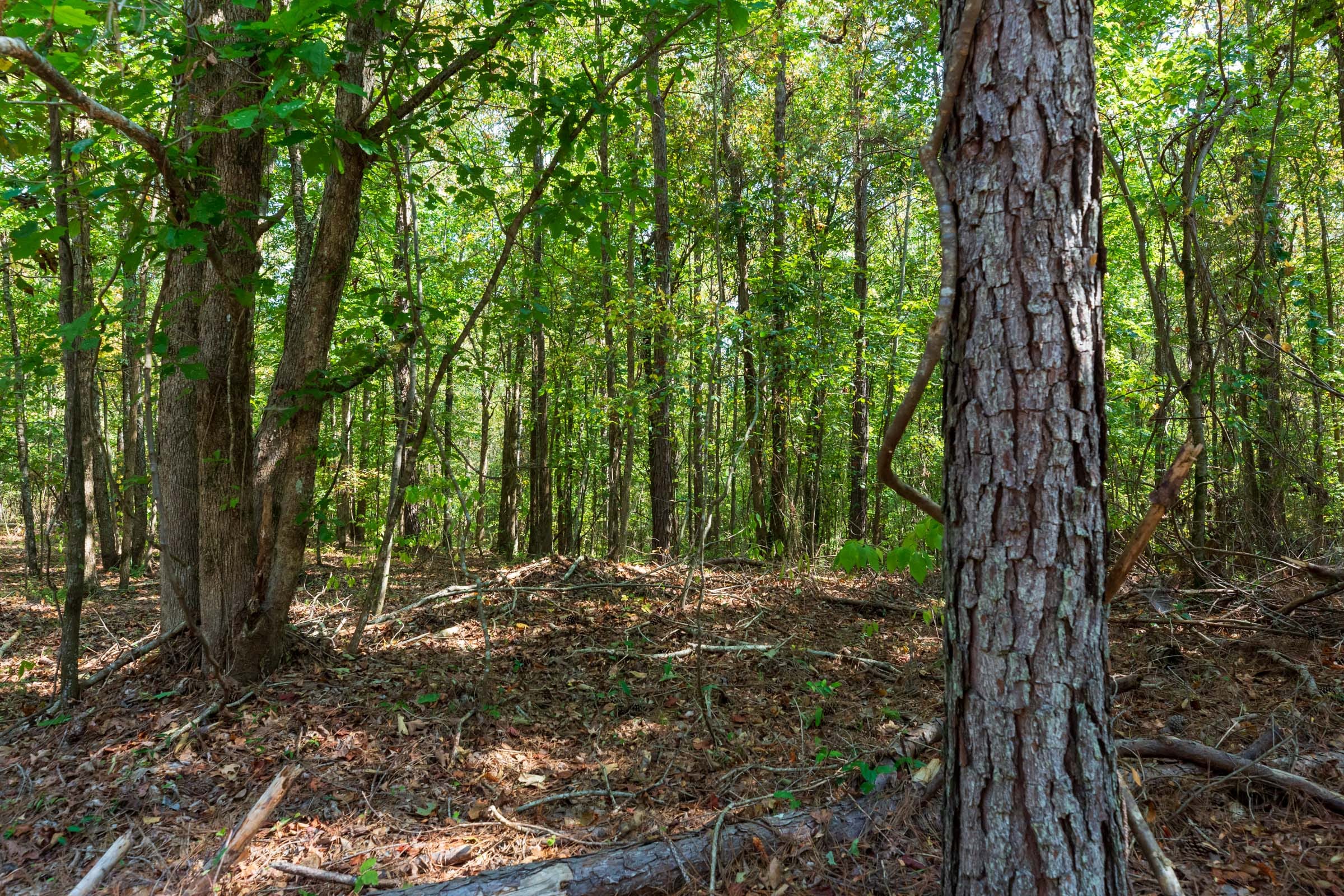 Willow Grove Tract 9 photo 11