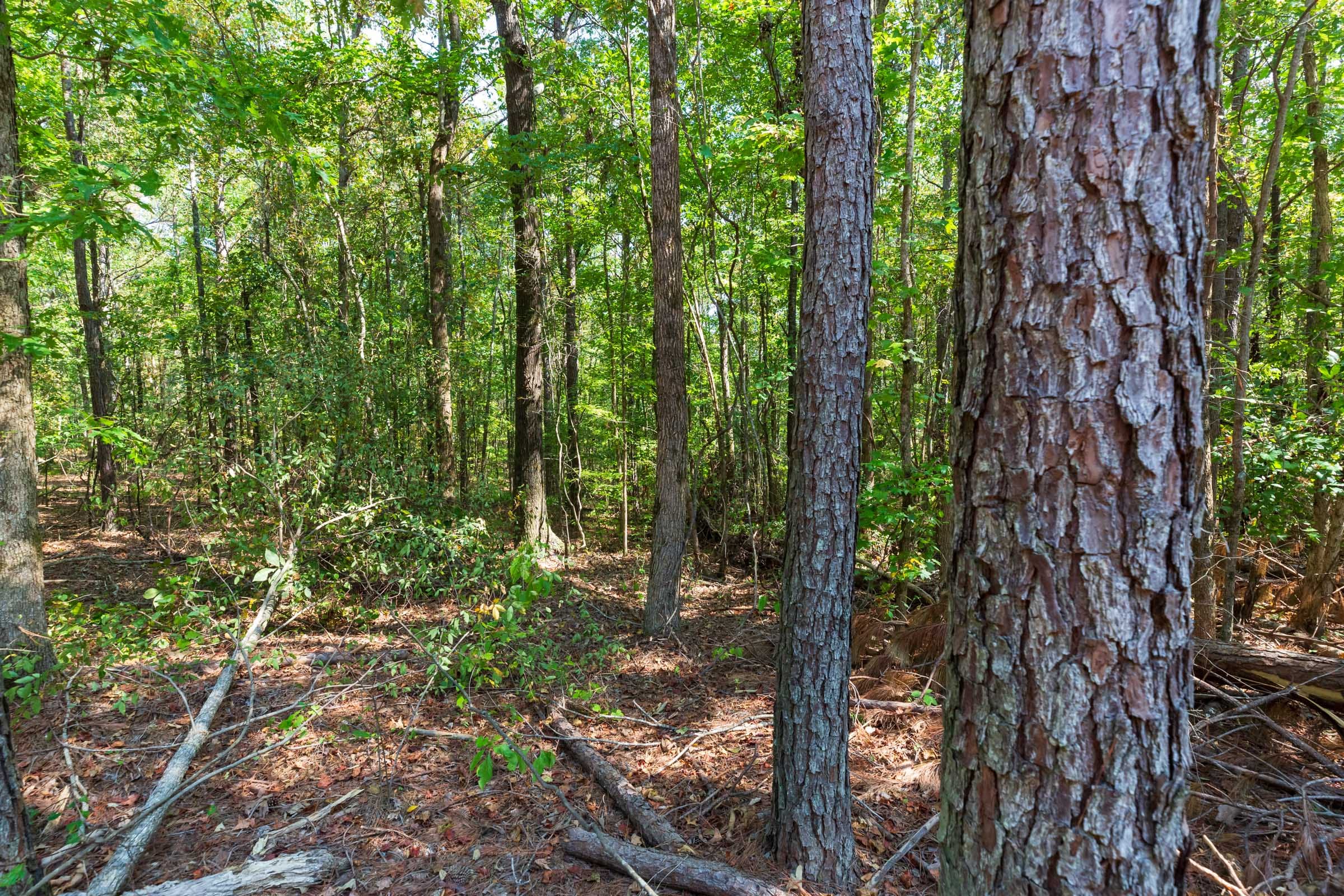 Willow Grove Tract 9 photo 6