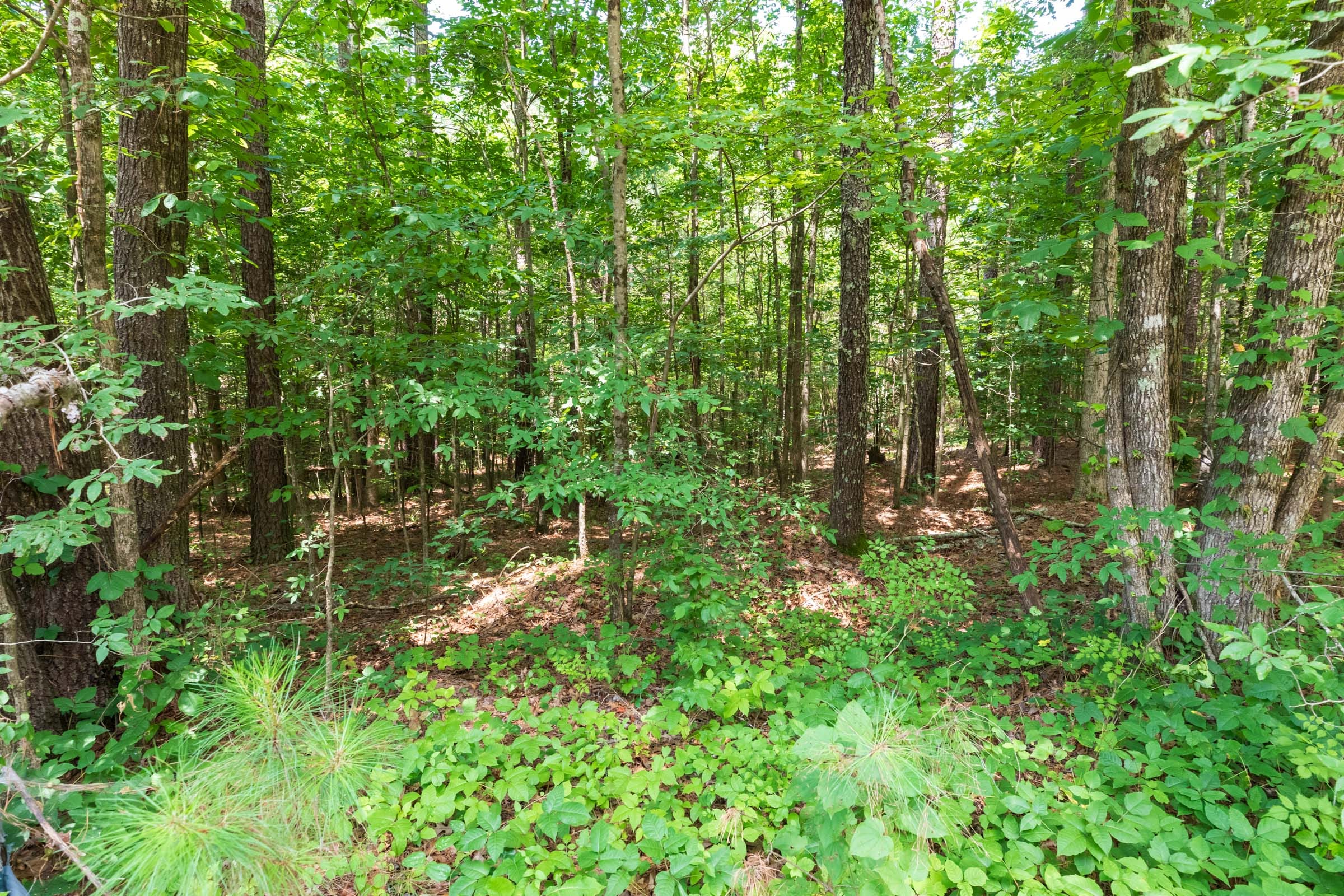 Whiskey Ridge Tract 2 photo 3