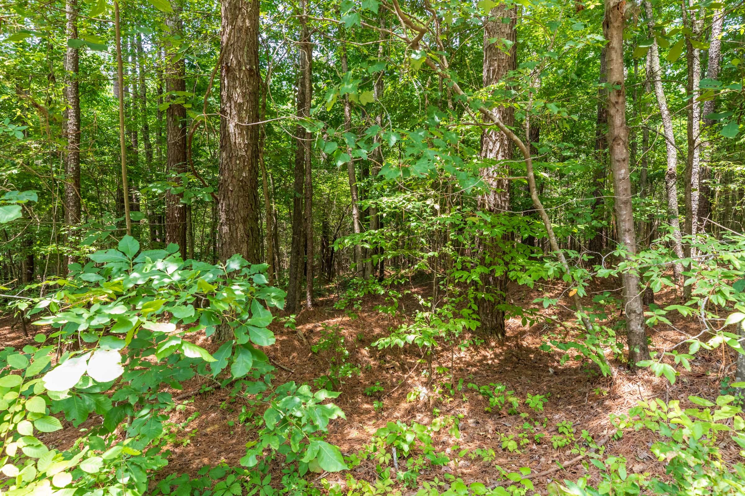 Whiskey Ridge Tract 2 photo 4