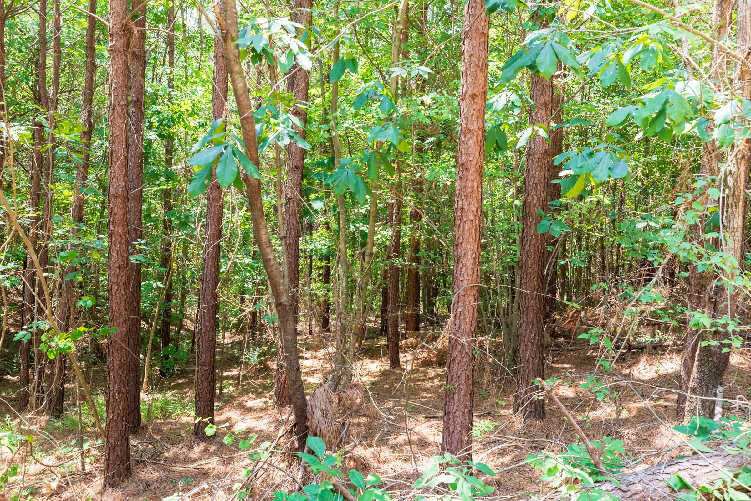 Whiskey Ridge Tract 2 photo 8