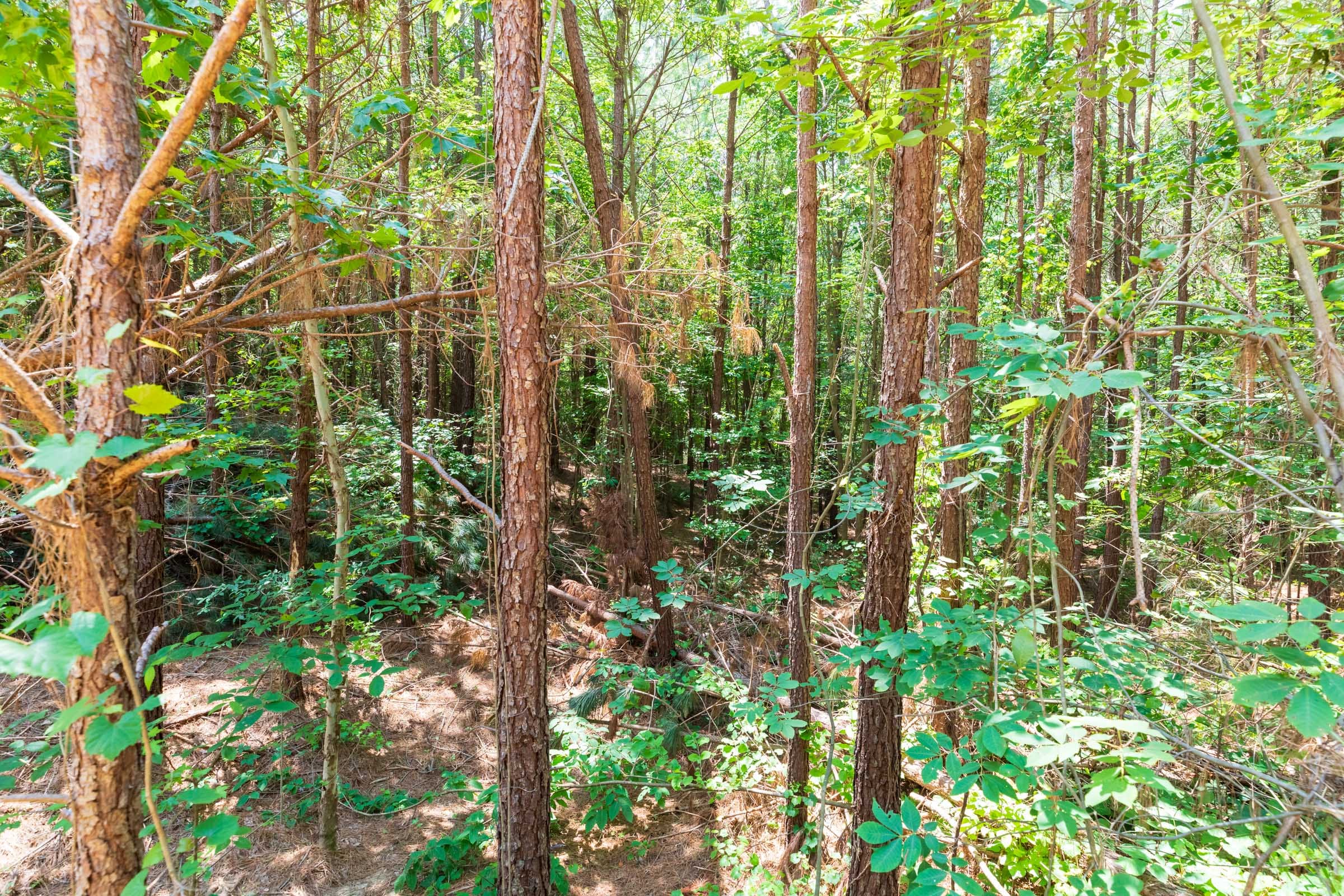 Whiskey Ridge Tract 2 photo 10
