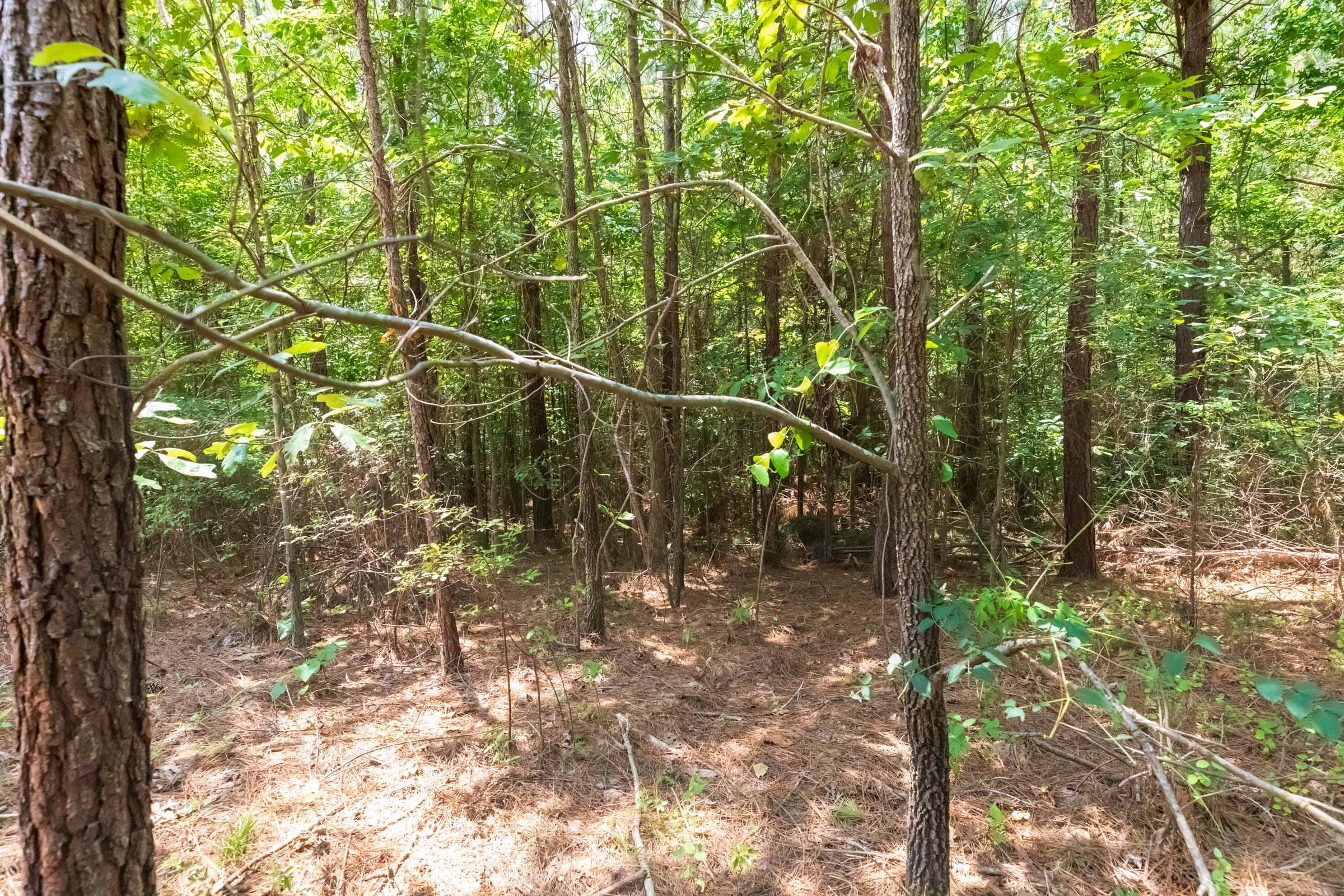 Whiskey Ridge Tract 2 photo 12