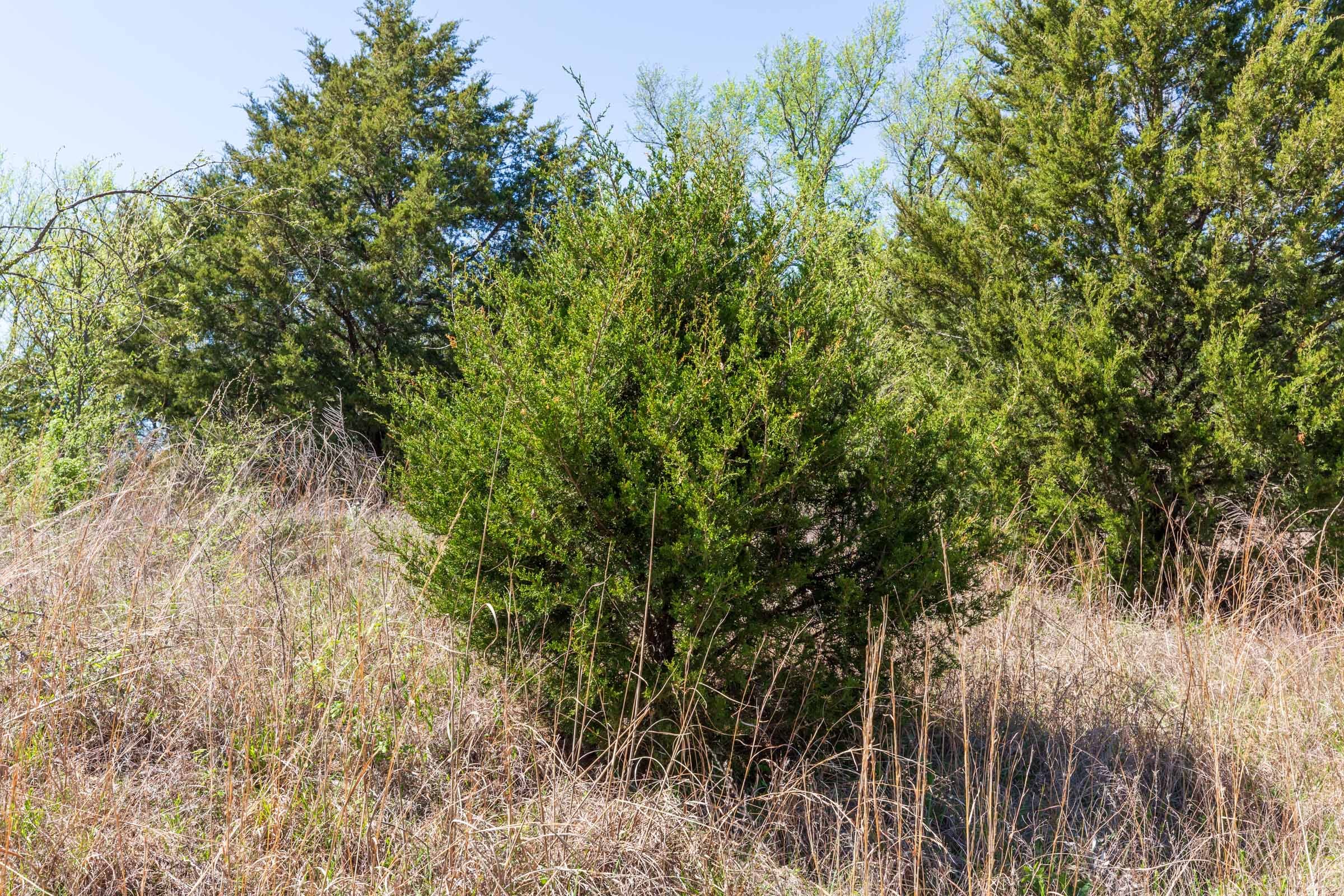 Prairie Grove Tract 6 photo 6