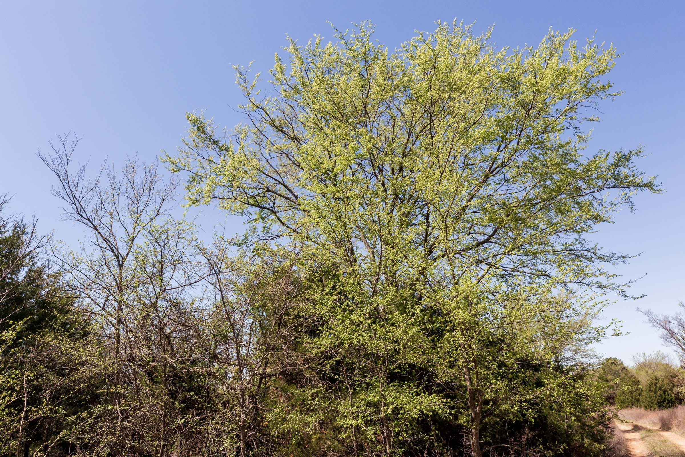 Prairie Grove Tract 6 photo 7