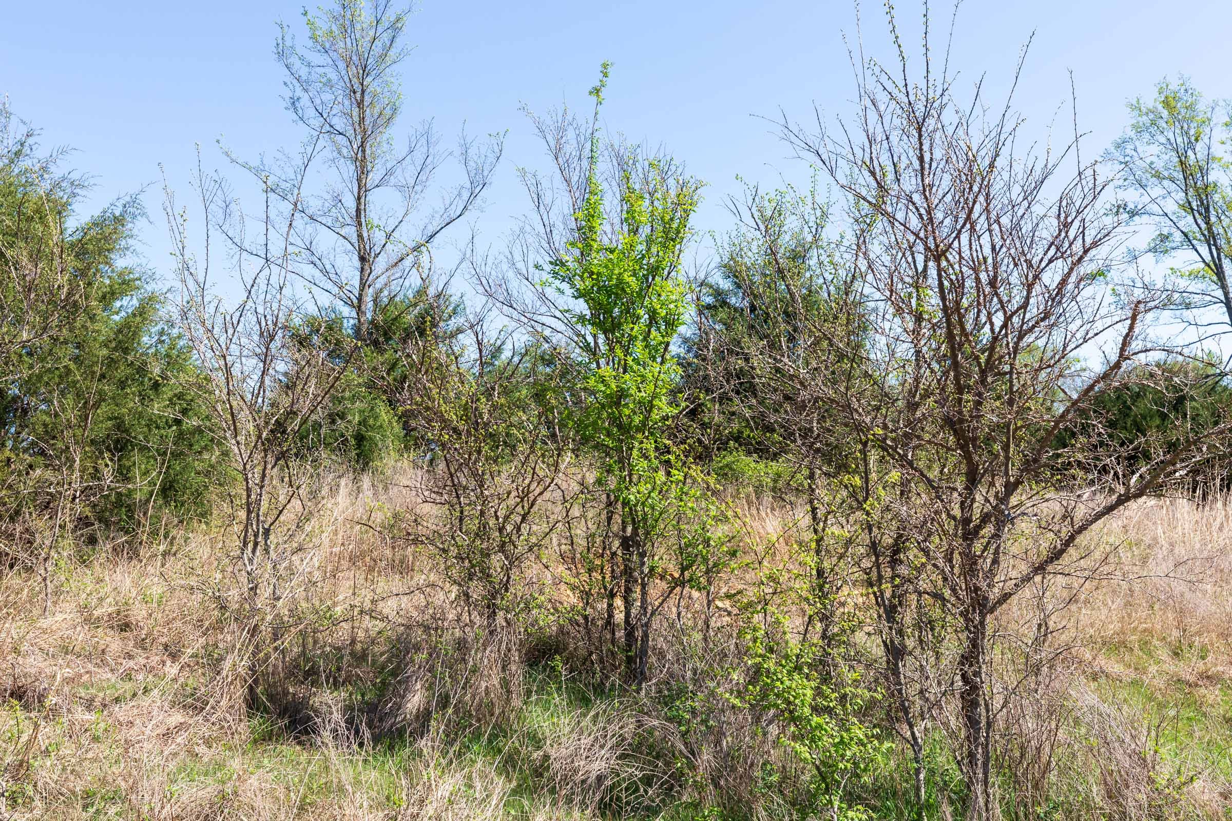 Prairie Grove Tract 6 photo 11