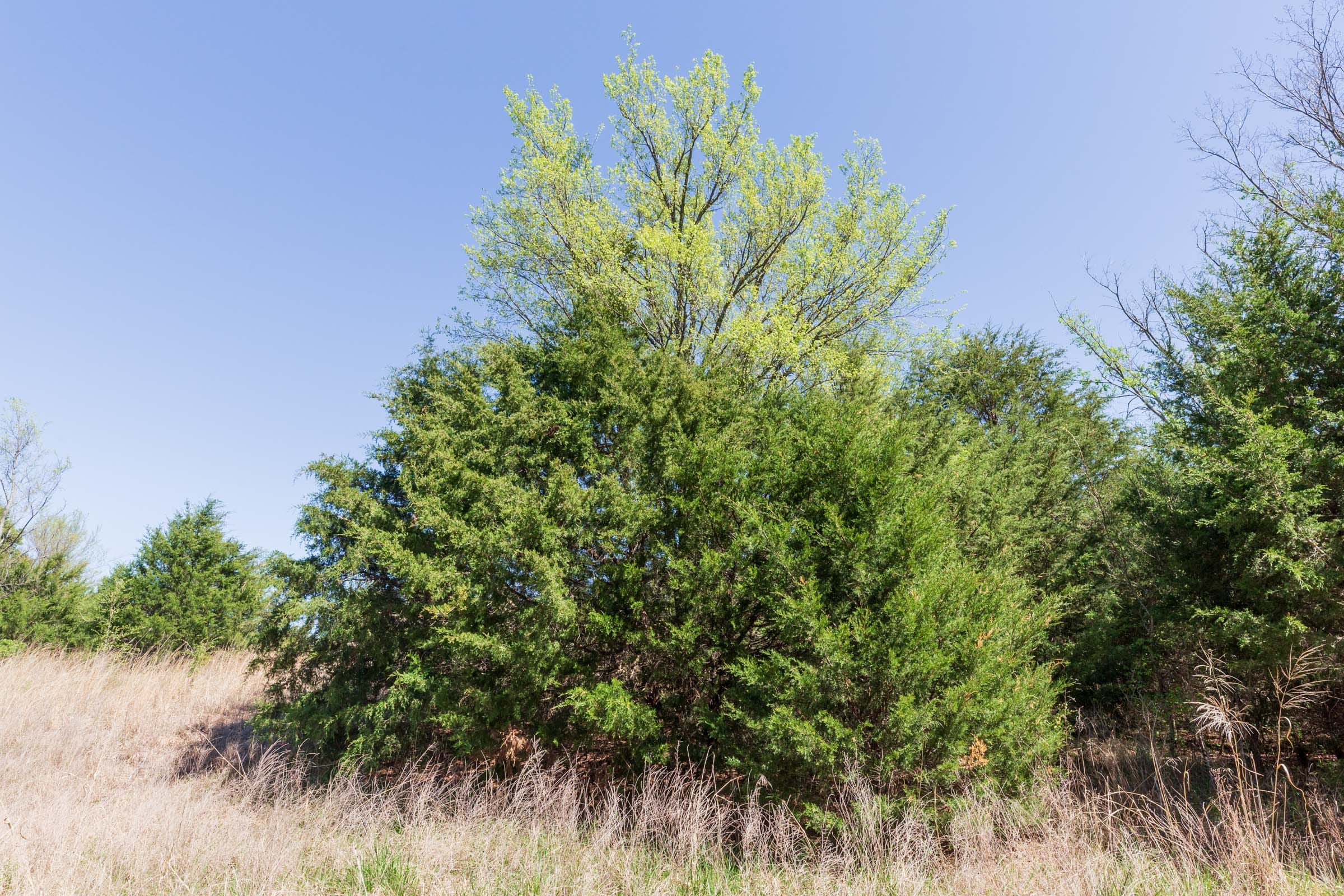 Prairie Grove Tract 6 photo 12