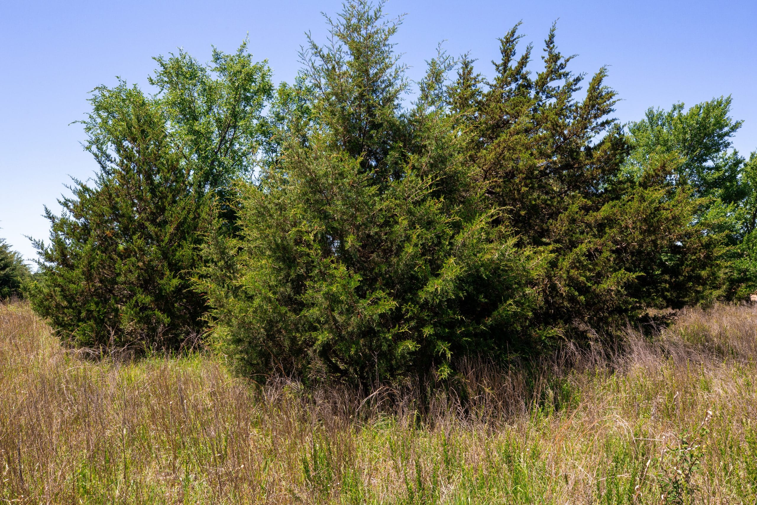 Prairie Grove Tract 6 photo 21