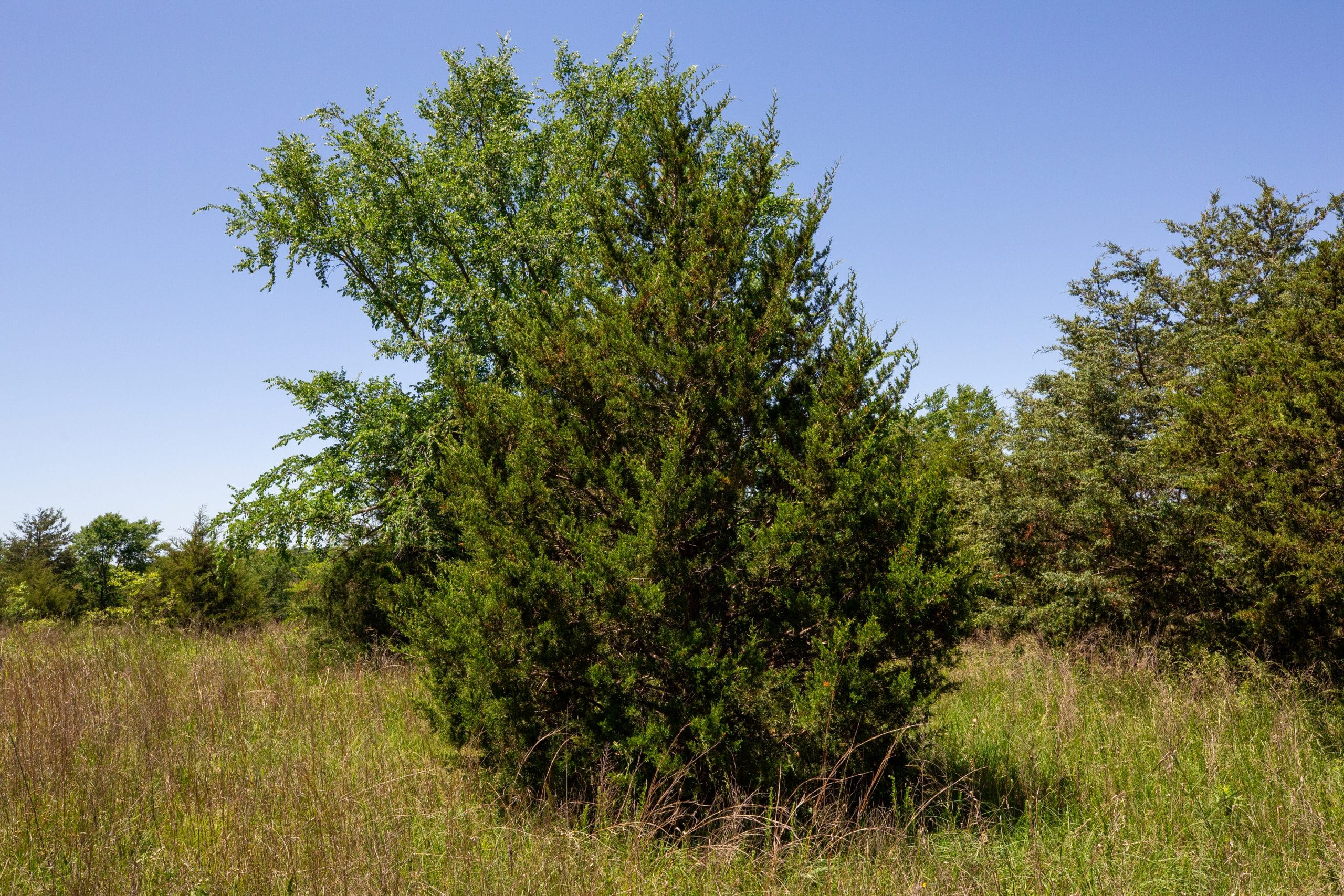 Prairie Grove Tract 6 photo 13