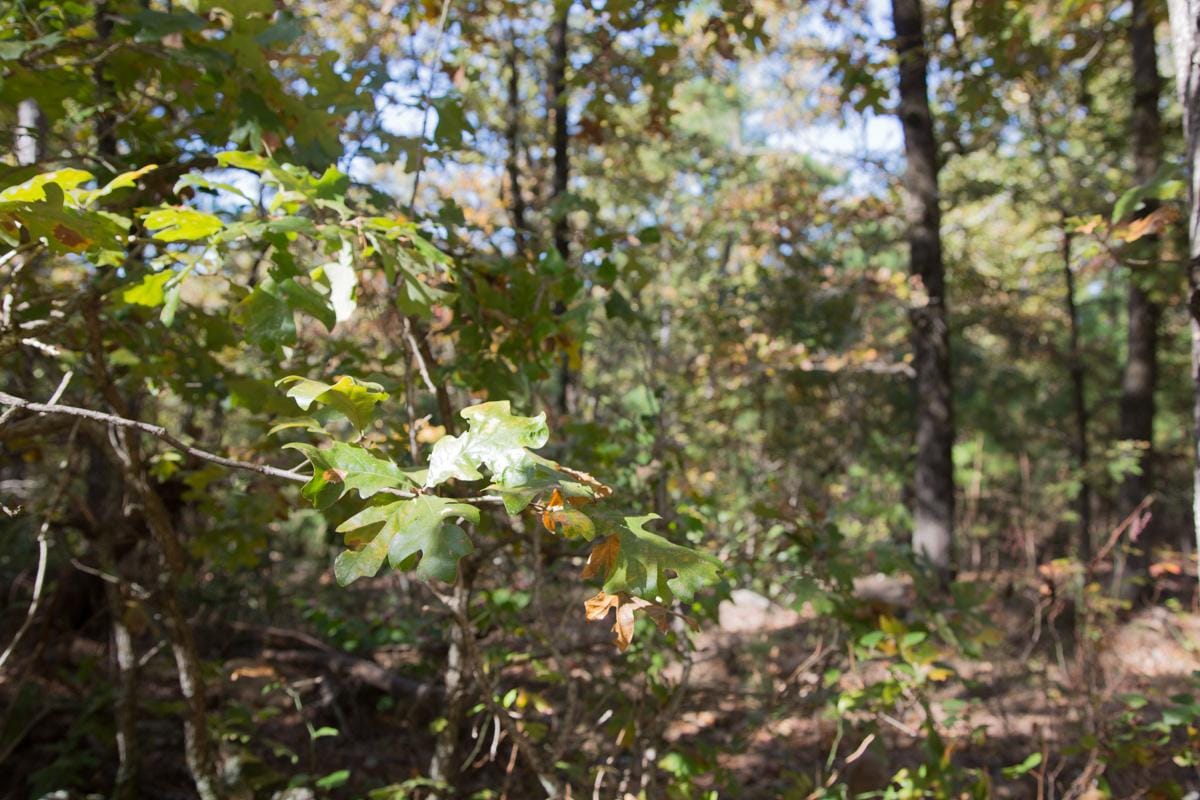 Stone Creek Phase I Tract 187 photo 16