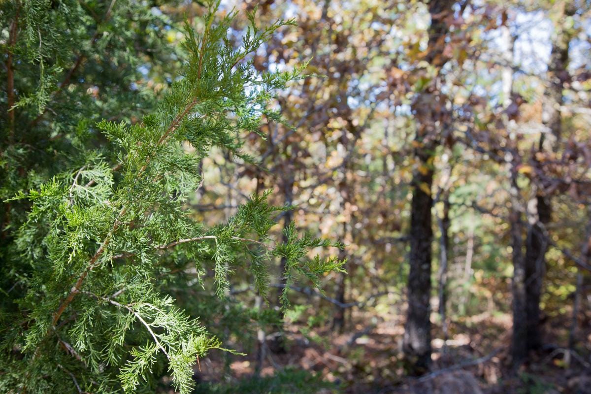 Stone Creek Phase I Tract 187 photo 21