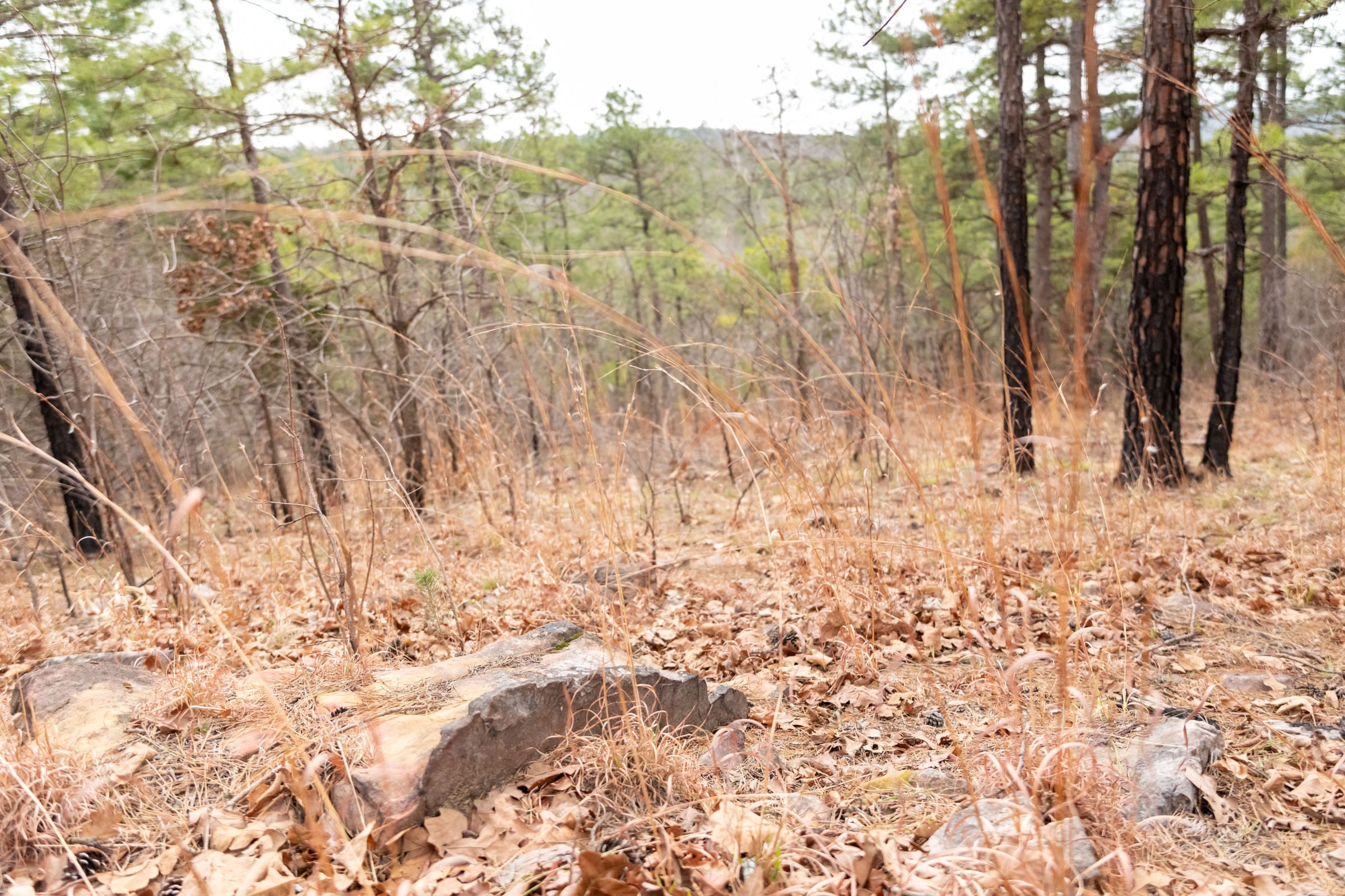Stone Bridge Phase III Tract 202 photo 8