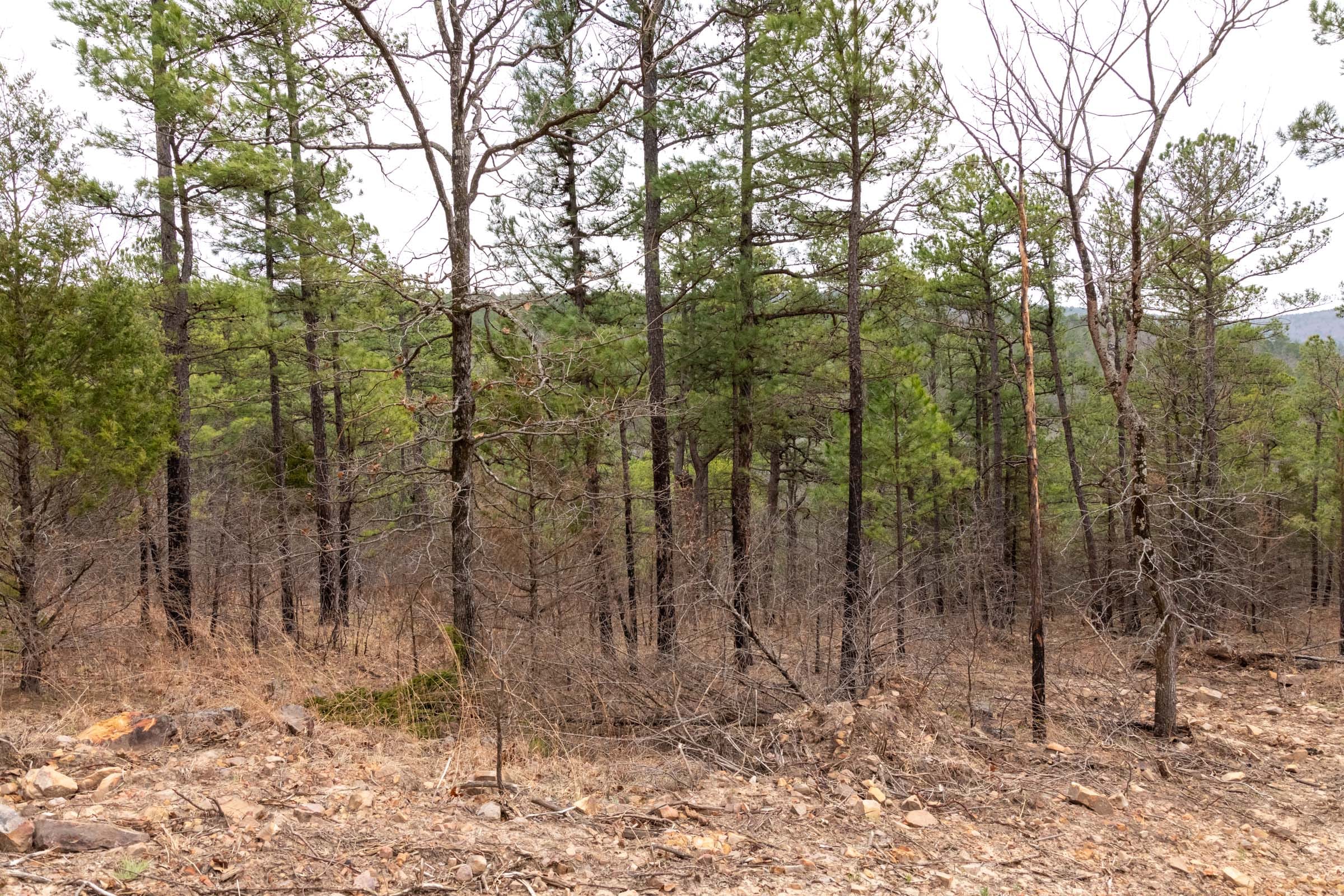 Stone Bridge Phase III Tract 202 photo 13