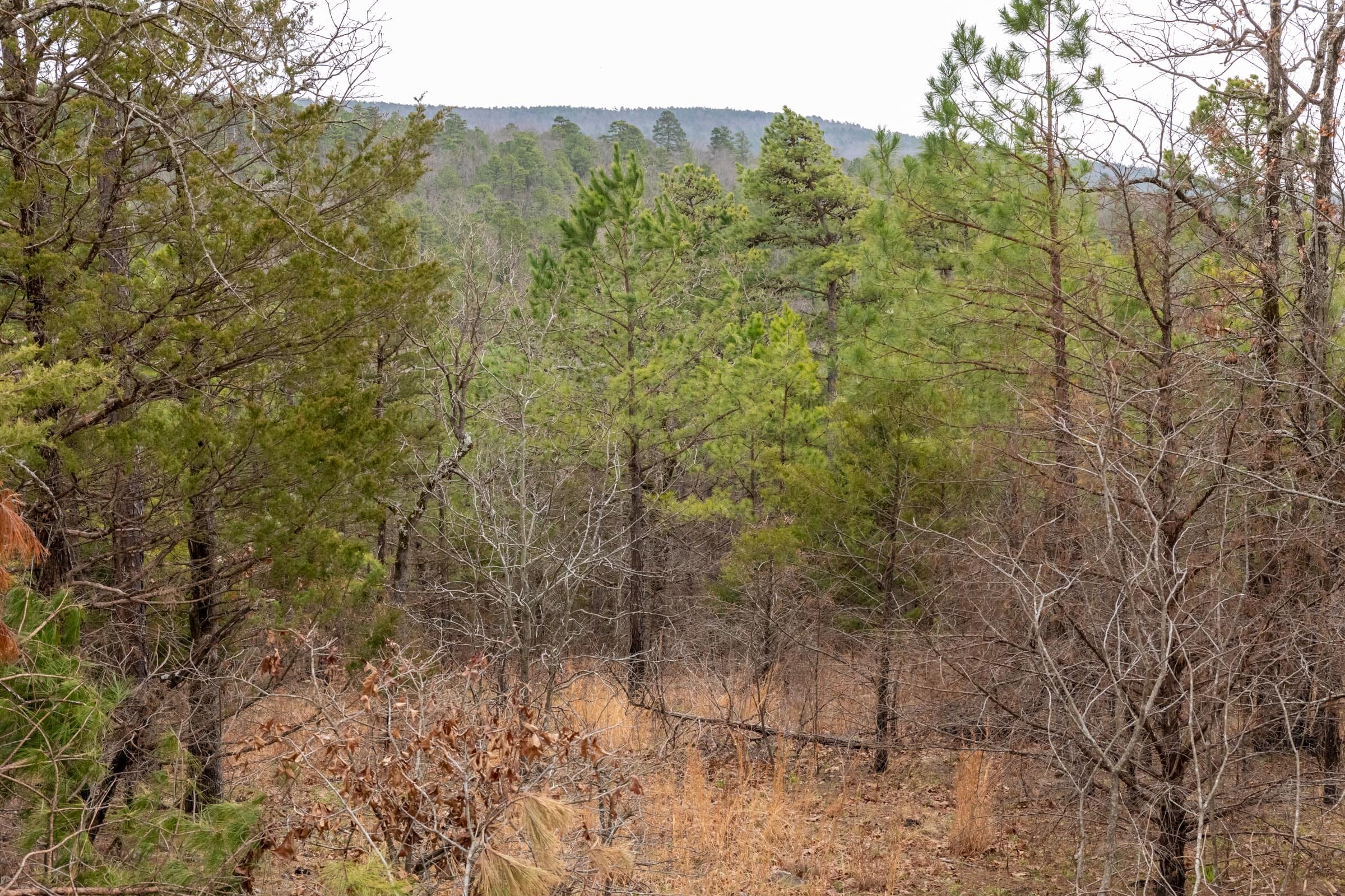 Stone Bridge Phase III Tract 202 photo 15