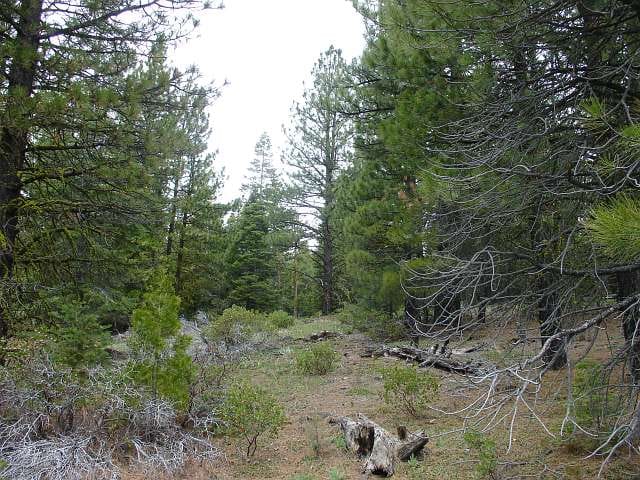California Pines Tract 95 photo 7