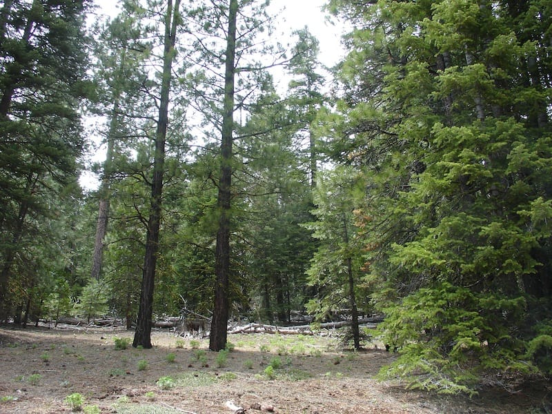 California Pines Tract 95 photo 8