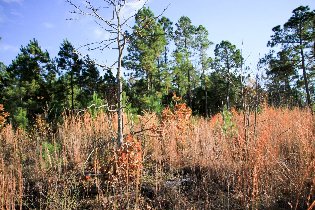 Stone Creek Phase III Tract 37 photo 3