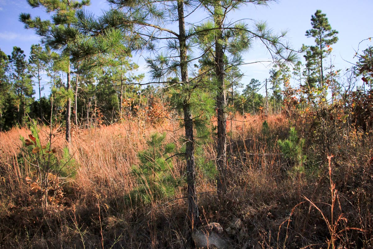 Stone Creek Phase III Tract 37 photo 4