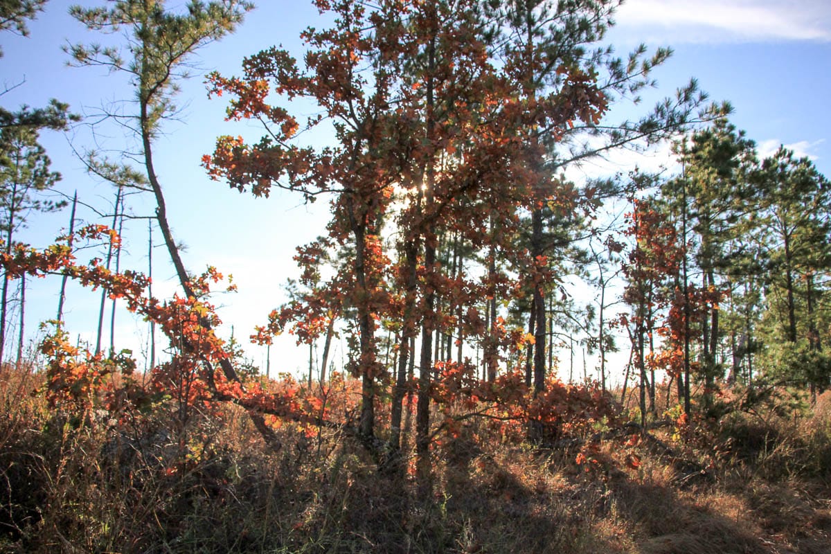 Stone Creek Phase III Tract 37 photo 7
