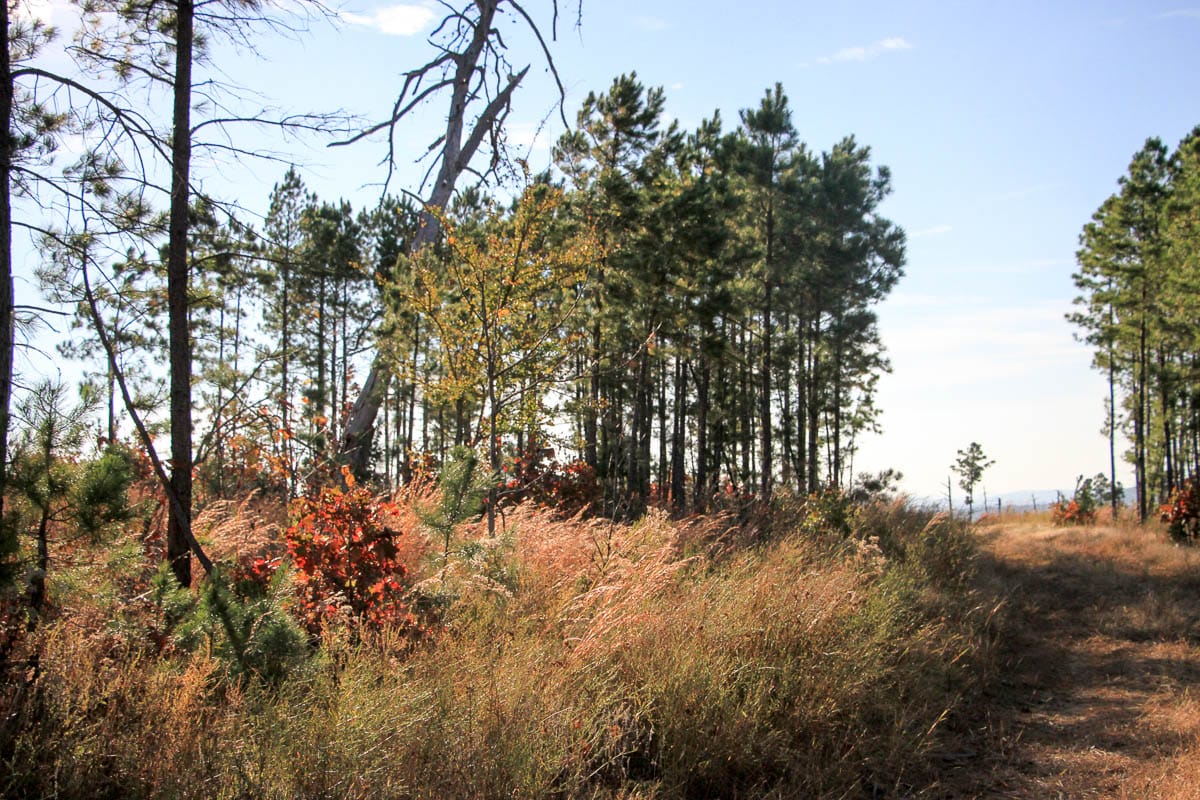 Stone Creek Phase III Tract 37 photo 8