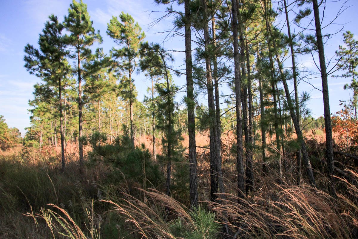 Stone Creek Phase III Tract 37 photo 9